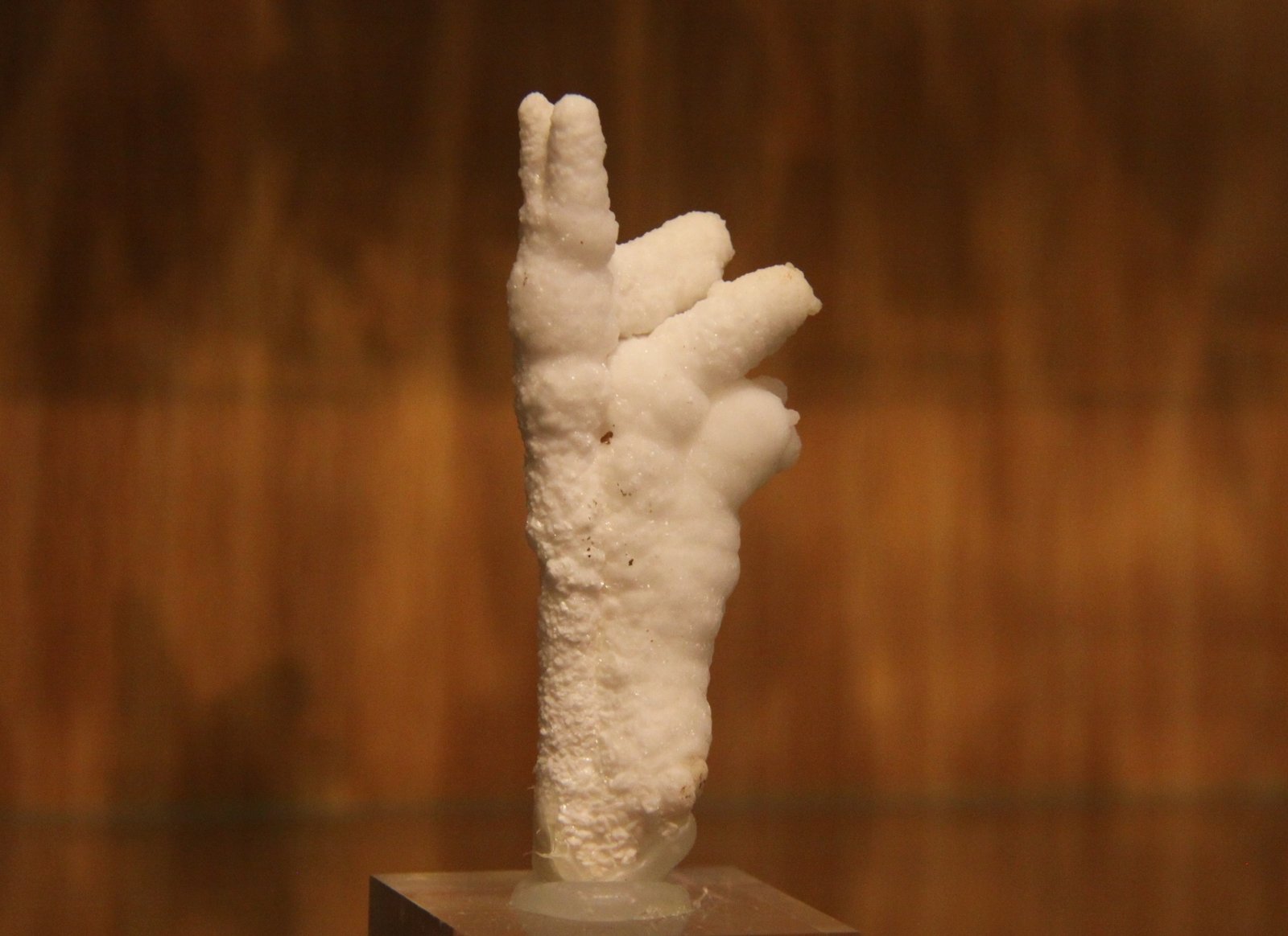 Aragonite
26mm x 72mm x 18mm
(Autor: Firmo Espinar)