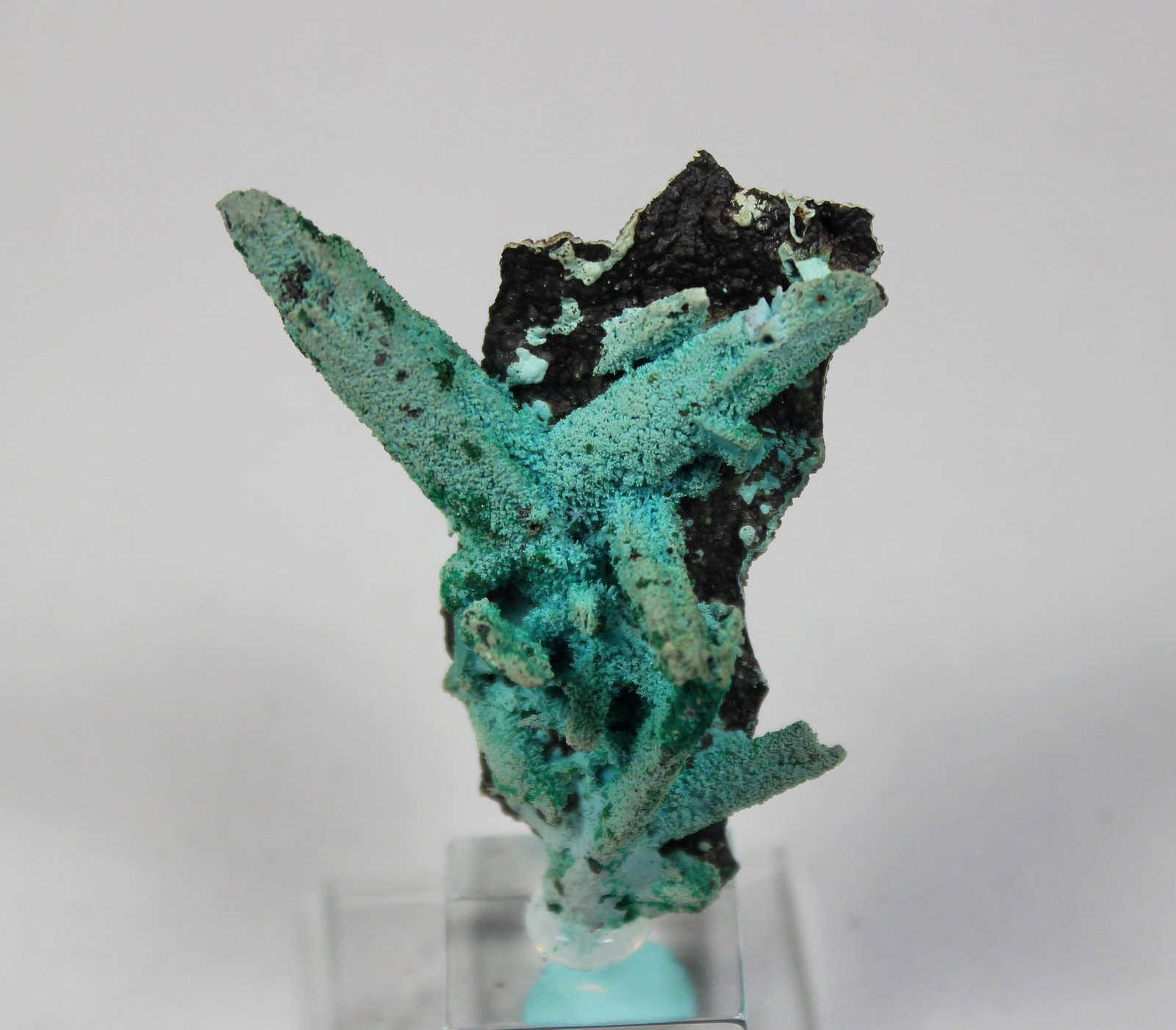 Chrysocolla with Malachite
55 mm x 41 mm x 23 mm
(Autor: Don Lum)