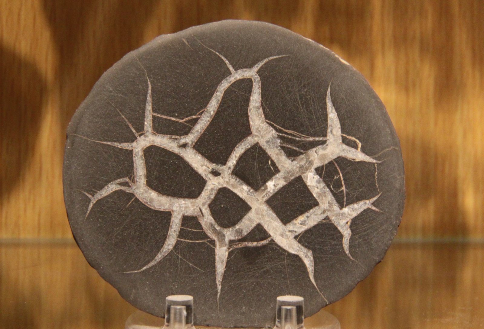 Calcite (septarian nodule)
9 cm x 8 cm x 5 cm
(Autor: Firmo Espinar)