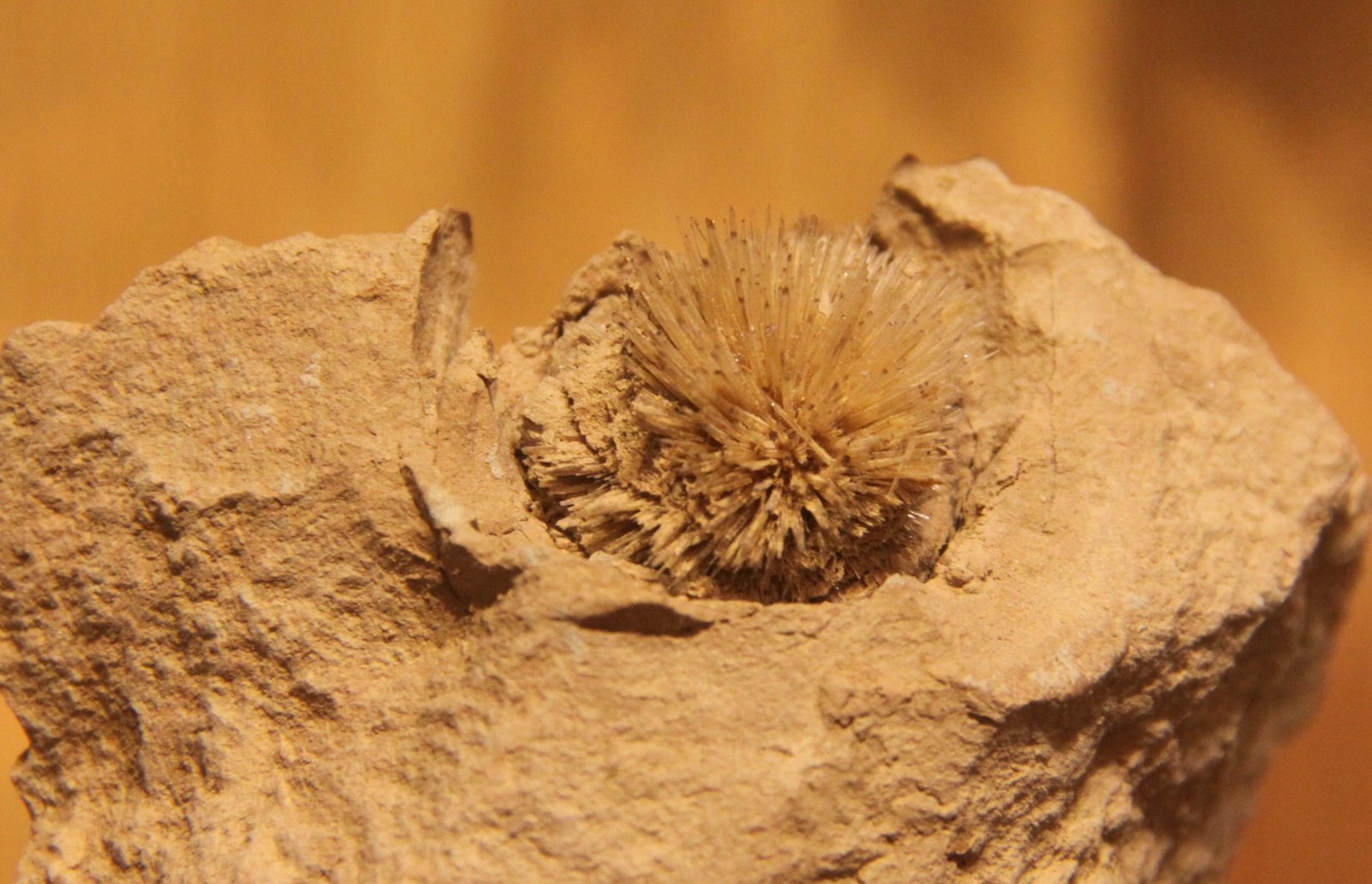 Aragonite
63 mm x 50 mm x 40 mm
(Autor: Firmo Espinar)