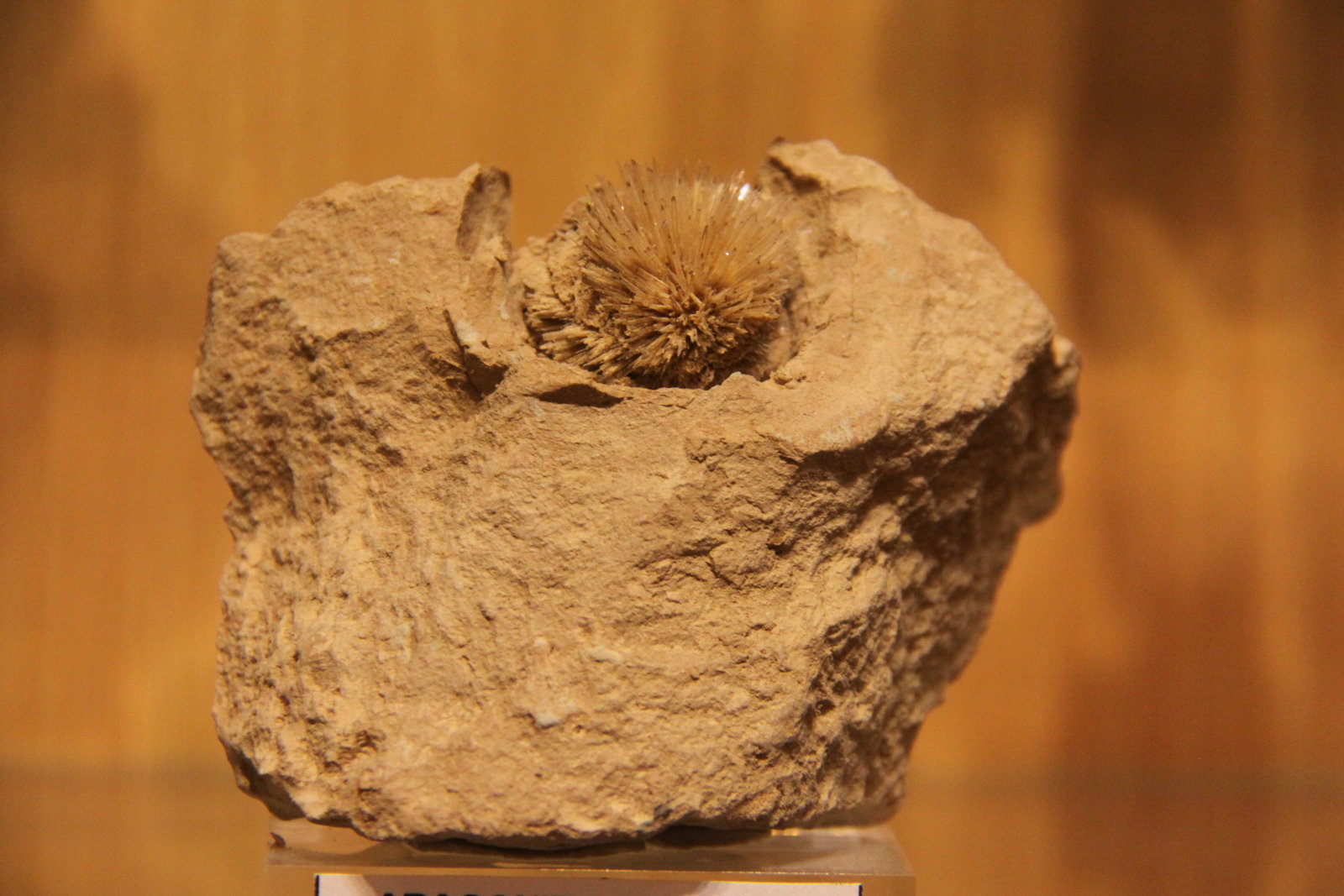 Aragonite
63 mm x 50 mm x 40 mm
(Autor: Firmo Espinar)