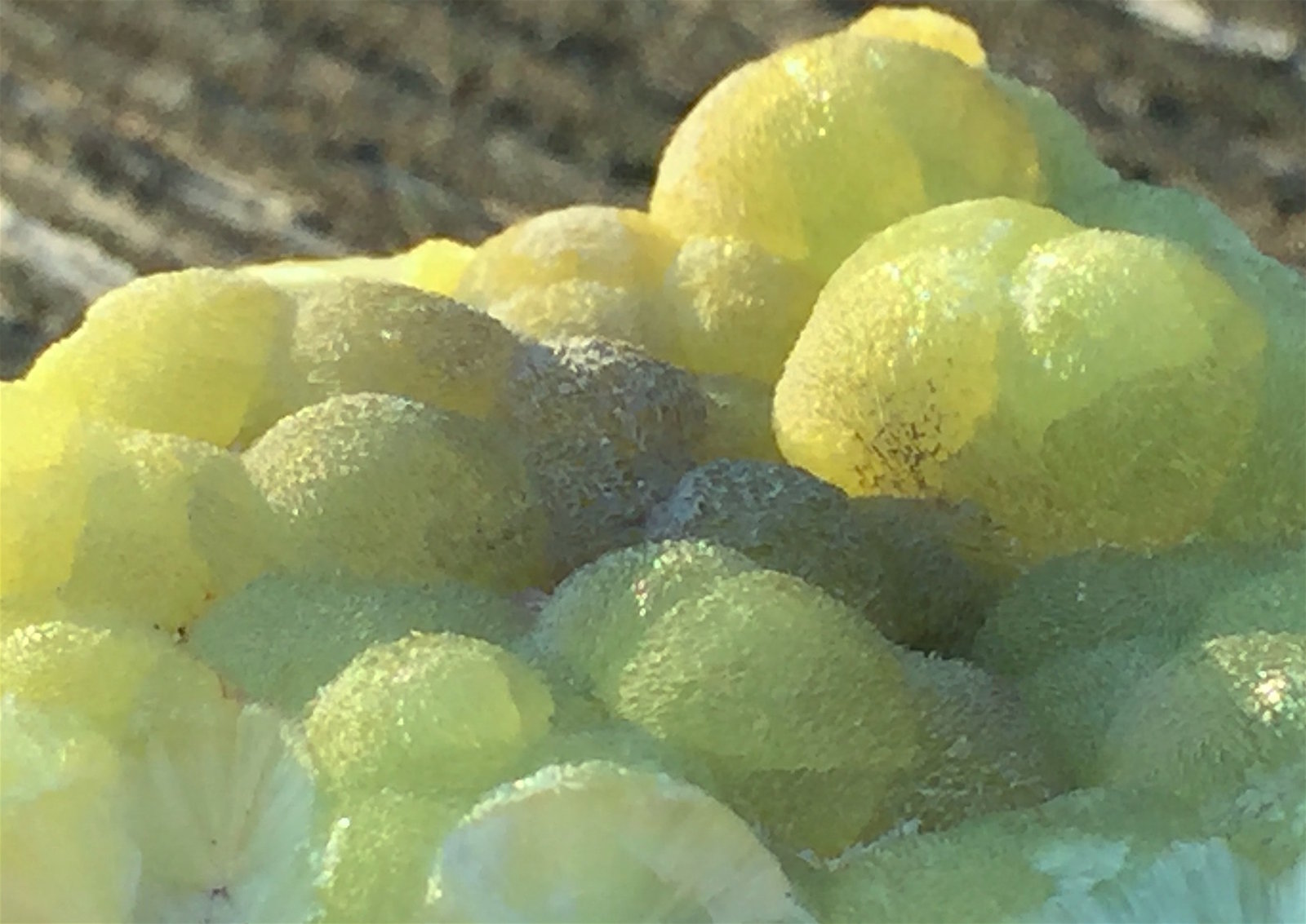 Wavellite
3.9cm x 2.3cm x 1.3cm
(Autor: steven calamuci)