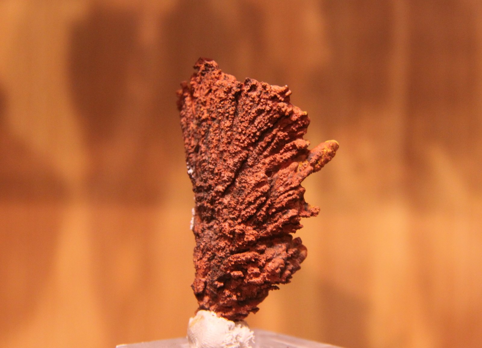 Goethite
40mm x 43mm x 18mm
(Autor: Firmo Espinar)