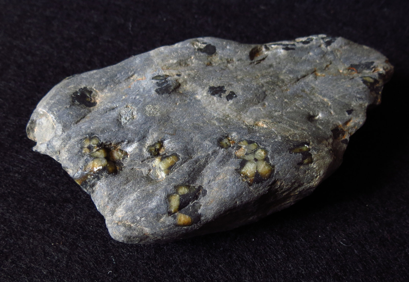 Andalusite (variety chiastolite)
5 inches long
(Autor: NellsRocks)