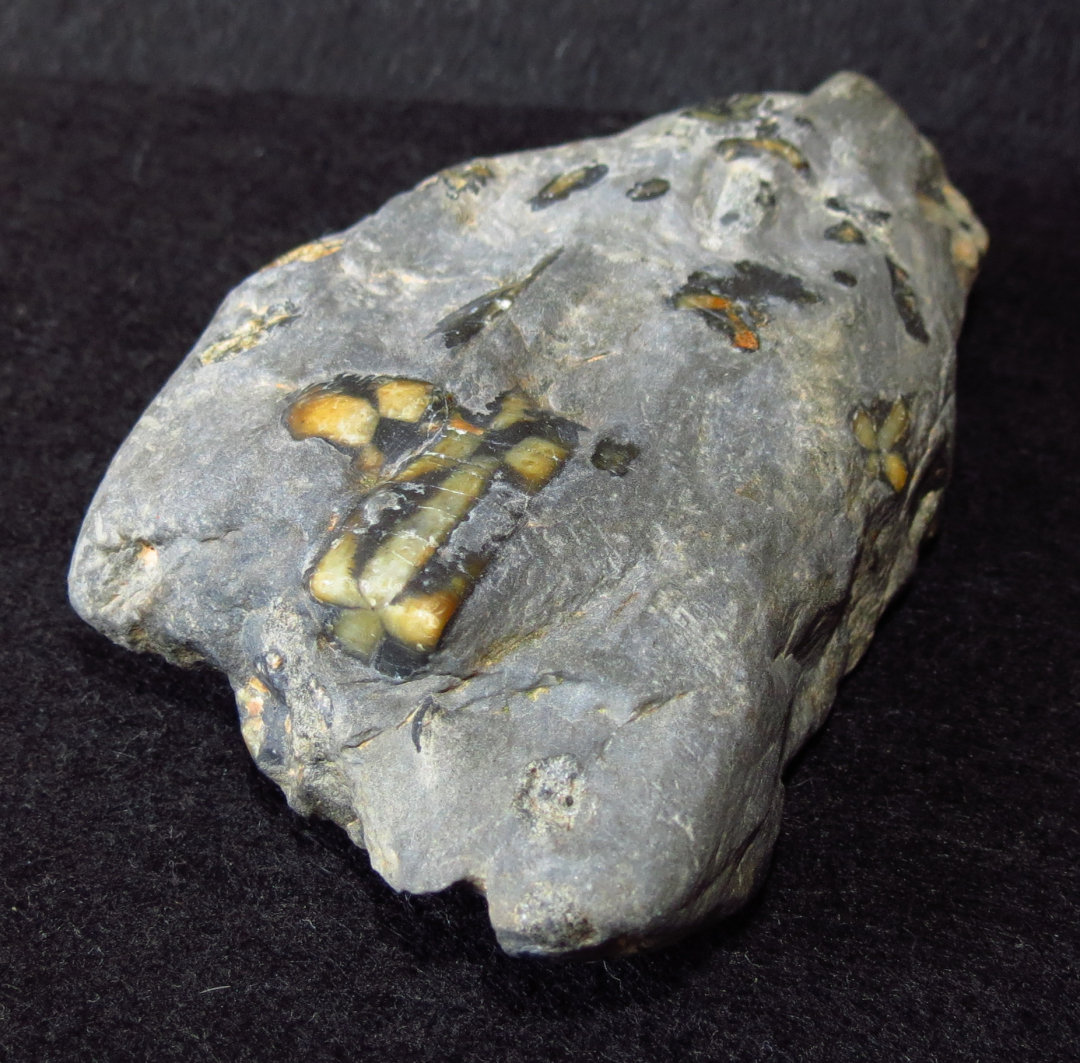 Andalusite (variety chiastolite)
5 inches long
(Autor: NellsRocks)