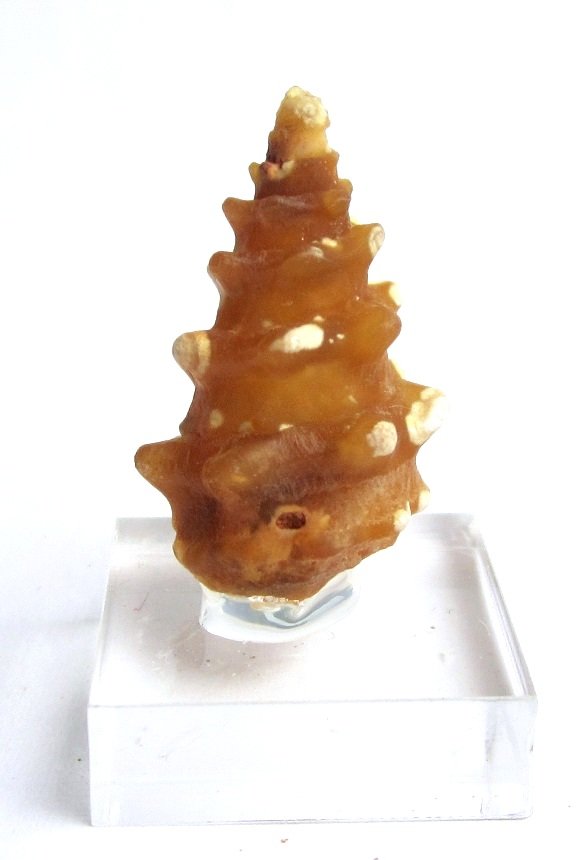 Quartz (variety chalcedony) after snail
Specimen height 2,5 cm
(Autor: Tobi)
