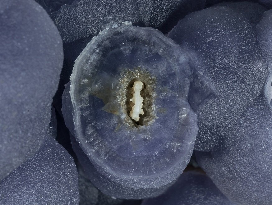 Fluorite
(Autor: Tobi)