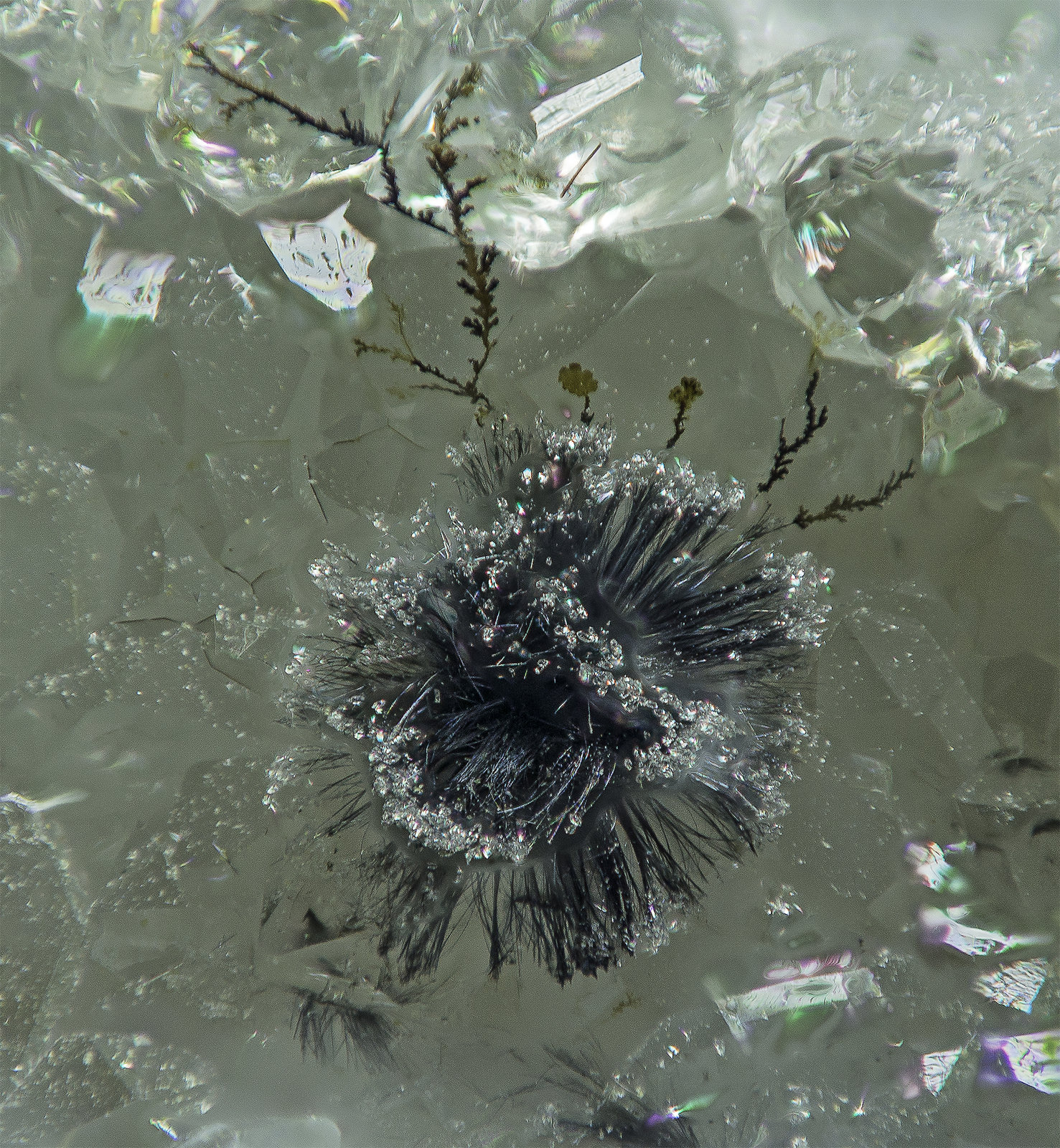 Goethite and Quartz
FOV appr. 4 mm
(Autor: Rob Schnerr)