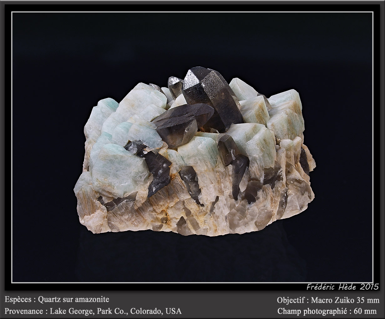 Microcline (variety amazonite) and Quartz (variety smoky)
fov 60 mm
(Autor: ploum)