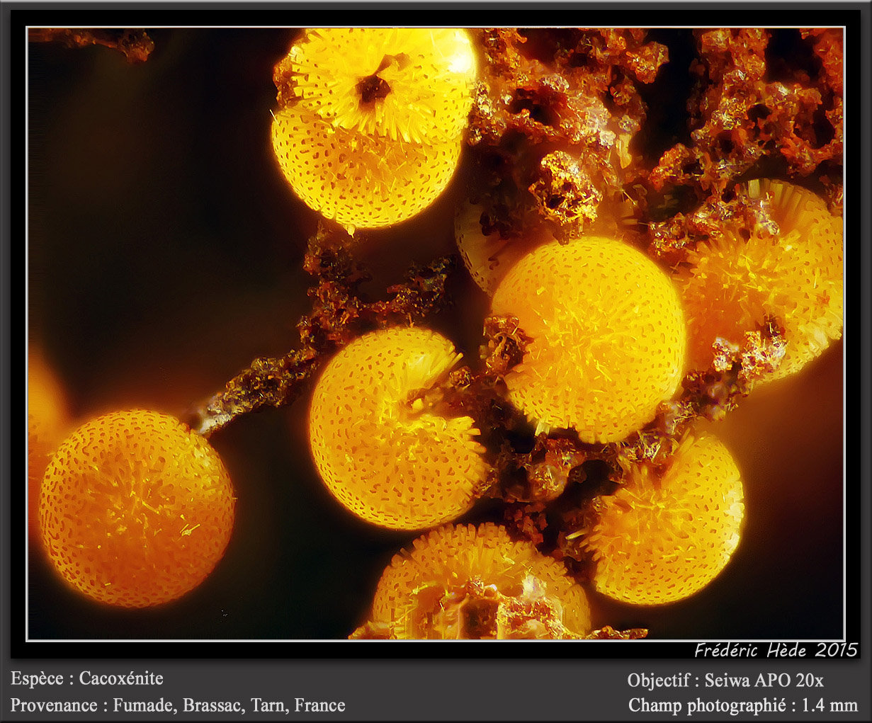 Cacoxenite
fov 1.4 mm
(Autor: ploum)