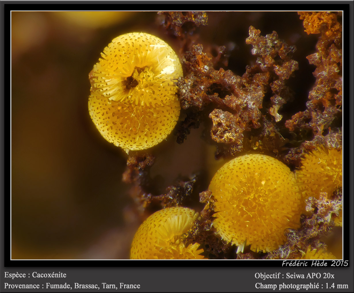 Cacoxenite
fov 1.3 mm
(Autor: ploum)