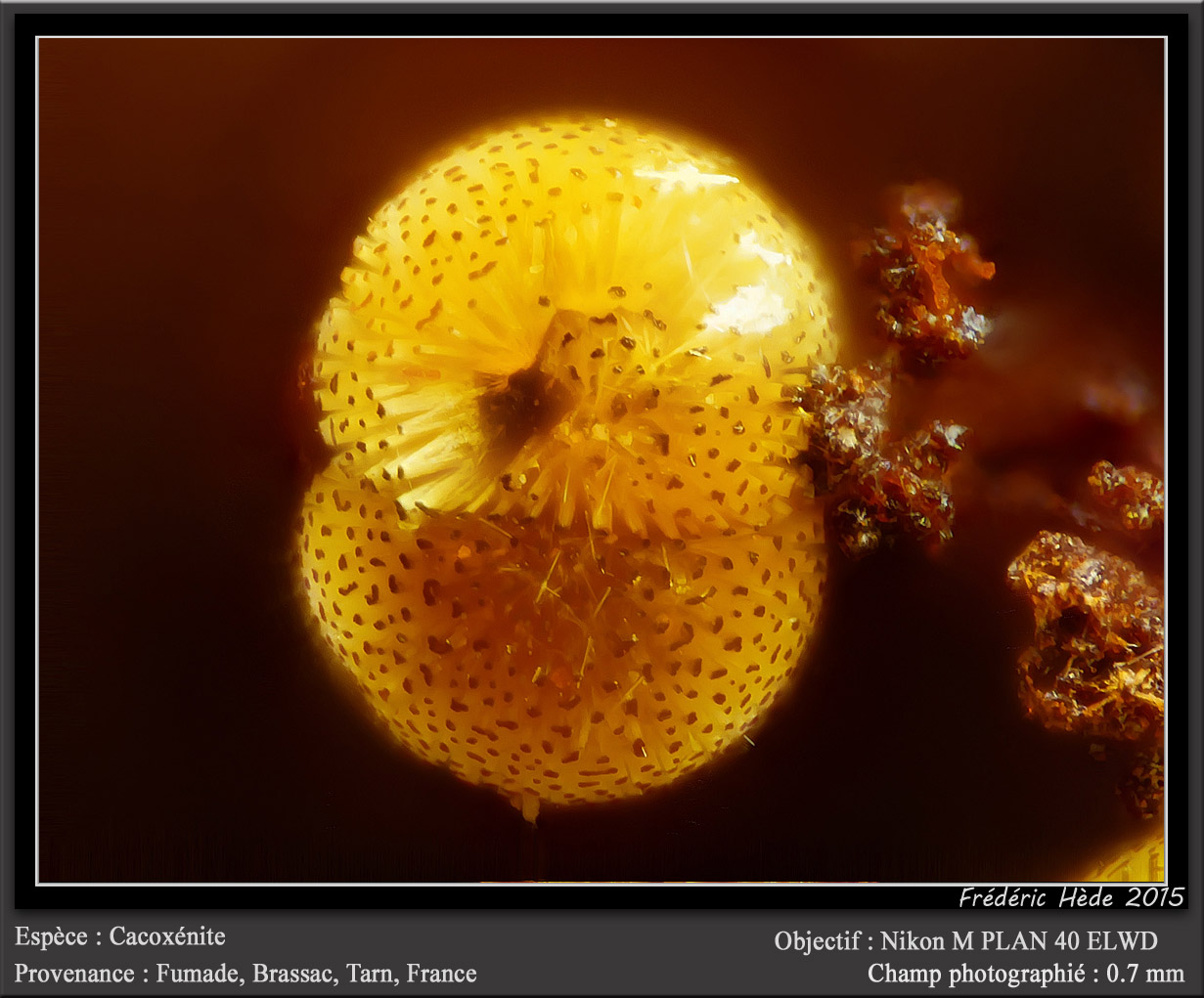 Cacoxenite
fov 0.7 mm
(Autor: ploum)