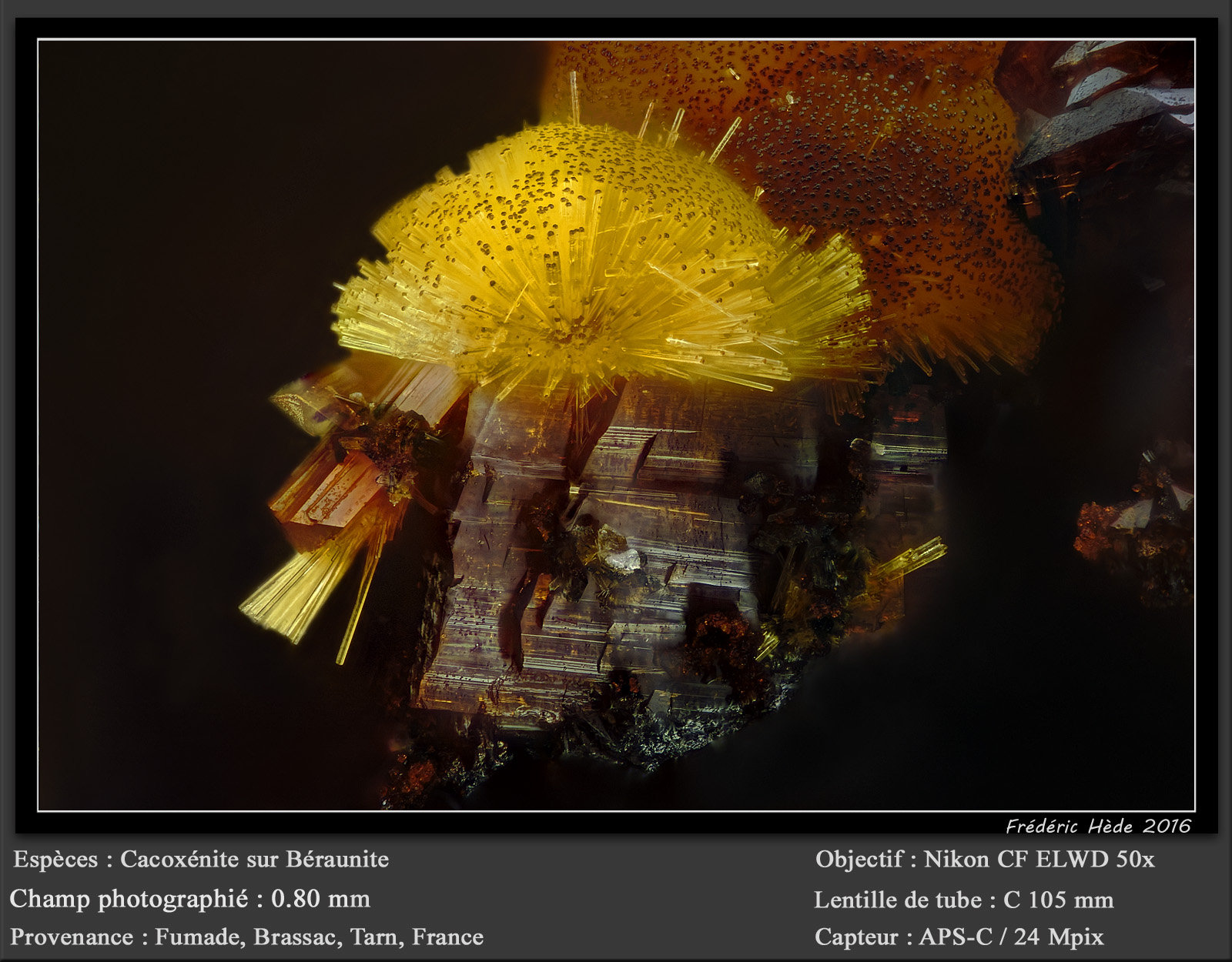 Cacoxenite on Beraunite
fov 0.8 mm
(Autor: ploum)