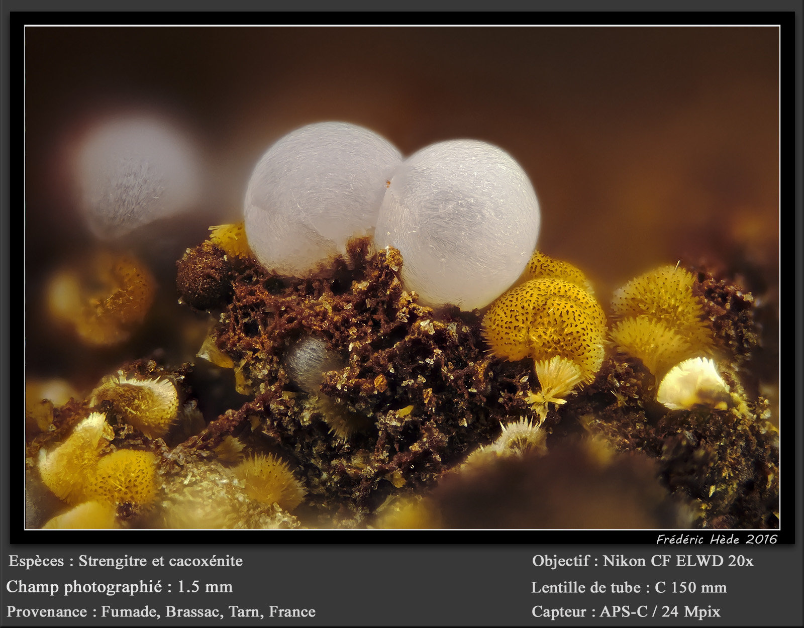 Strengite and Cacoxenite
fov 1.5 mm
(Autor: ploum)