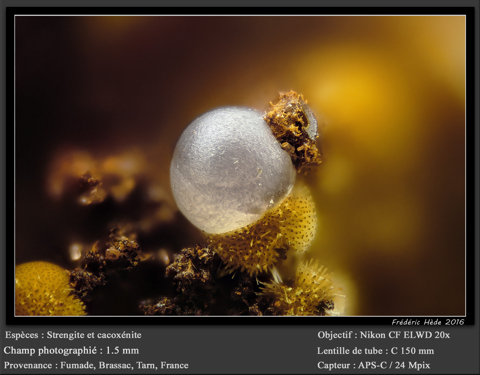 Strengite and Cacoxenite
fov 1.5 mm
(Autor: ploum)