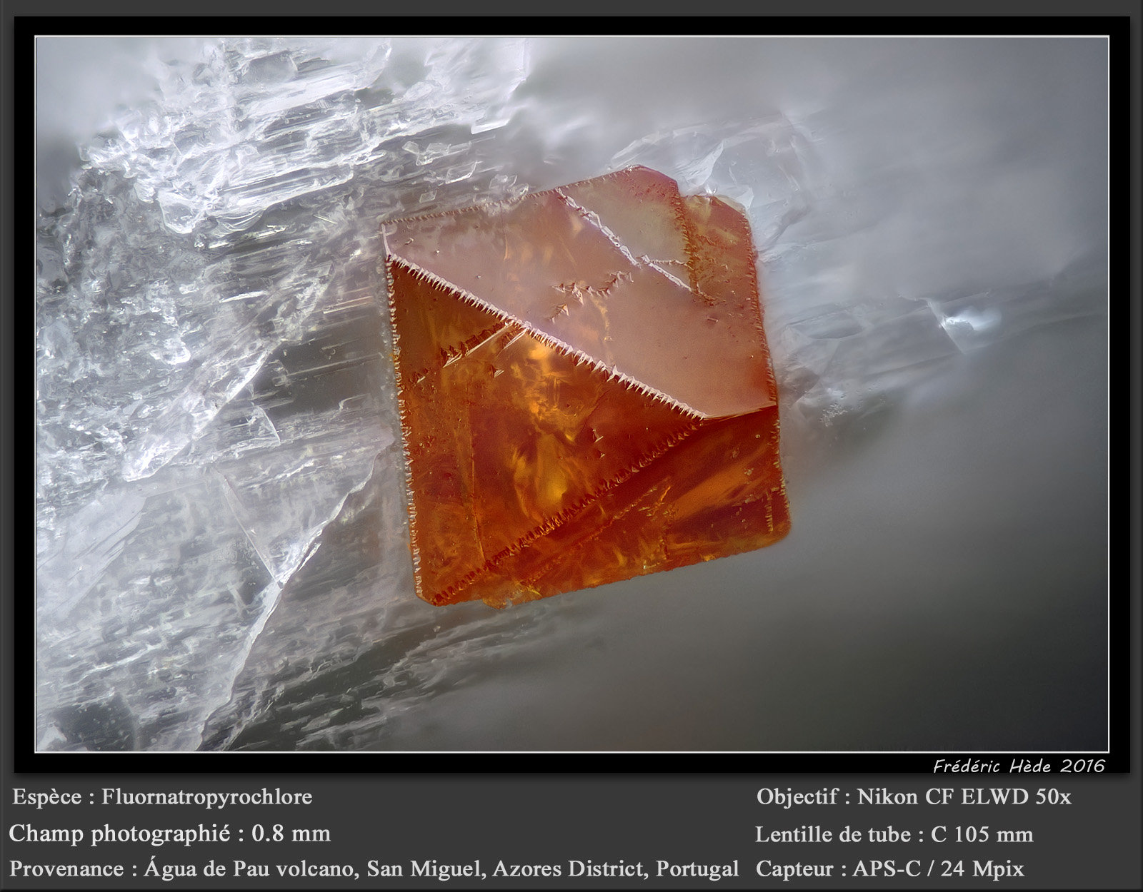 Fluornatropyrochlore
fov 0.8 mm
(Autor: ploum)