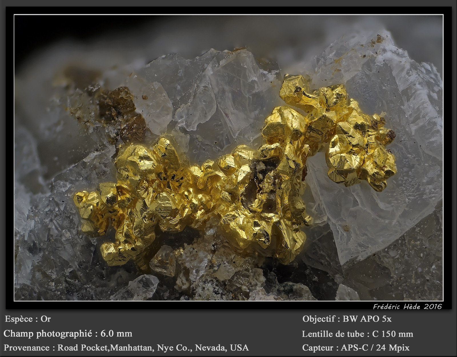 Gold
fov 6.0 mm
(Autor: ploum)