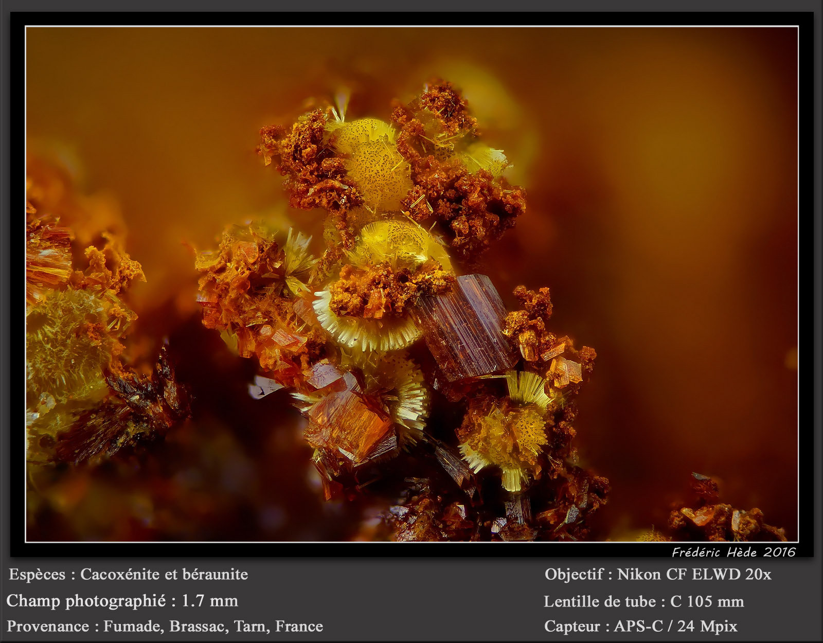 Cacoxenite and Beraunite
fov 1.7 mm
(Autor: ploum)