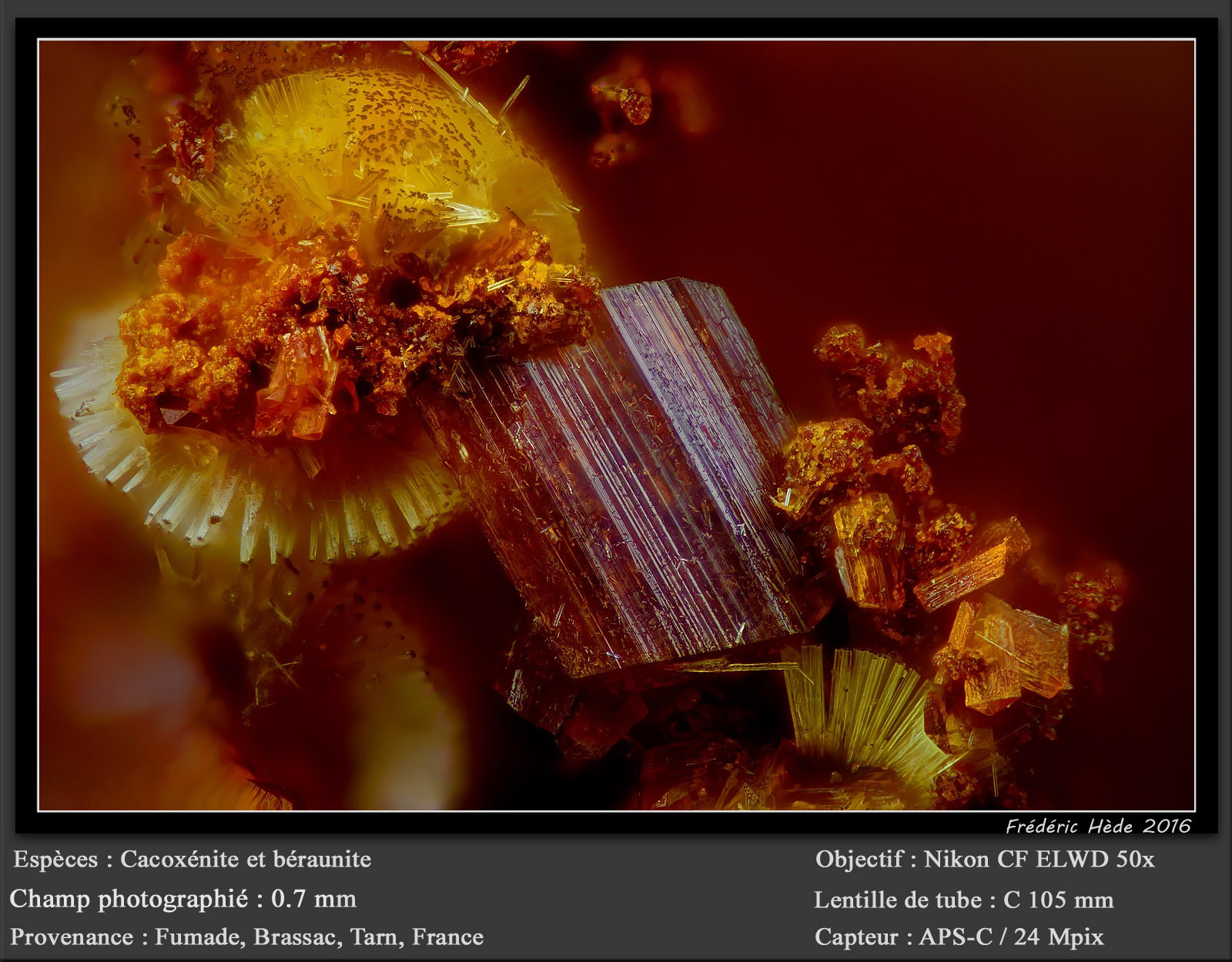 Beraunite and Cacoxenite
fov 0.70 mm
(Autor: ploum)