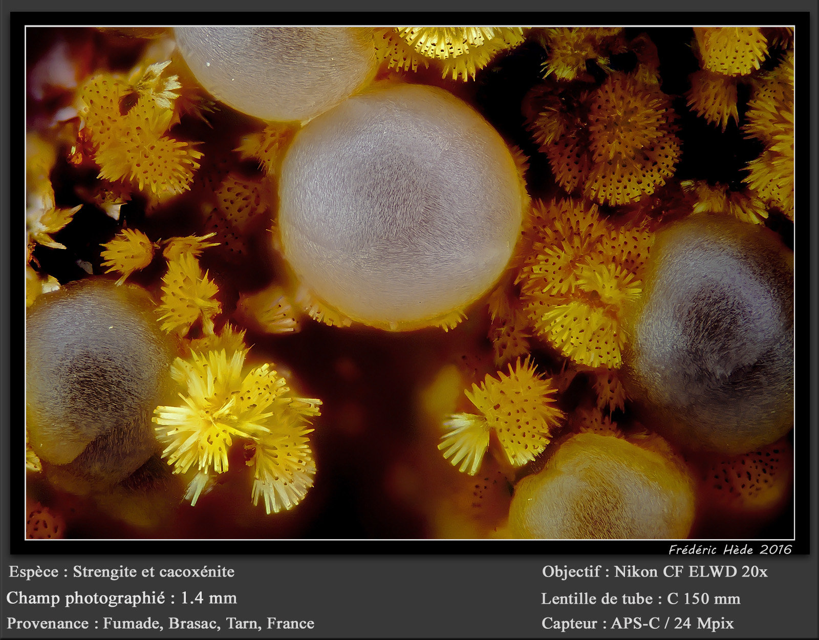 Strengite and Cacoxenite
(Autor: ploum)