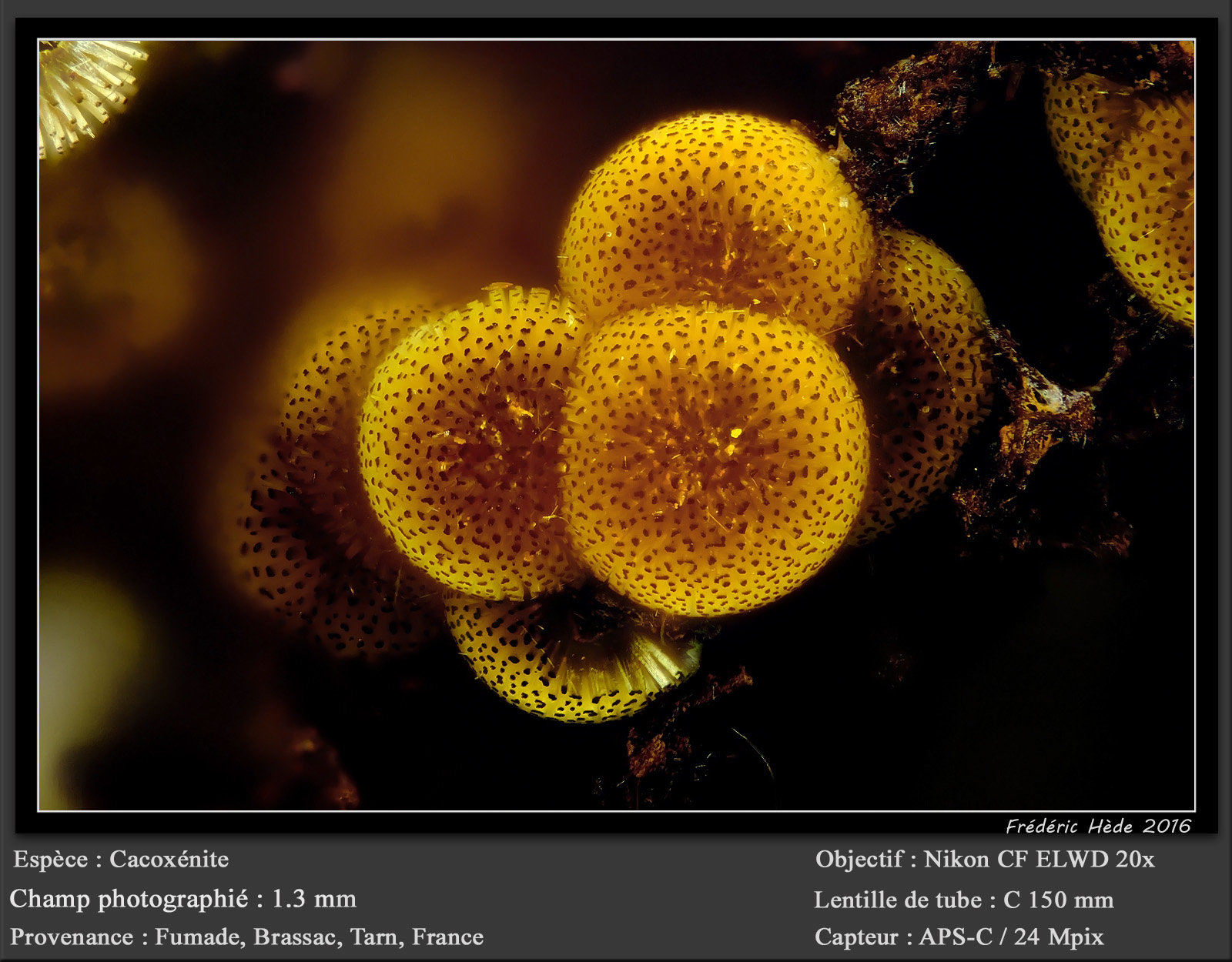 Cacoxenite
fov 1.3 mm
(Autor: ploum)