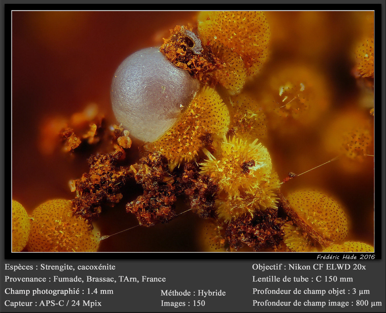 Cacoxenite and Strengite
fov 1.4 mm
(Autor: ploum)