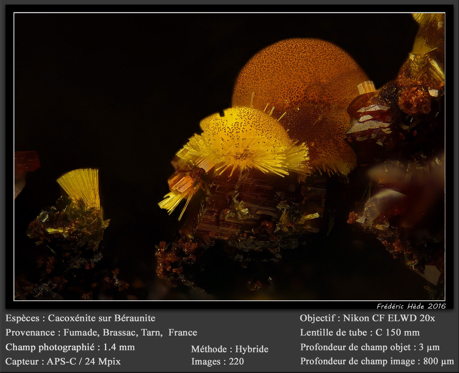 Cacoxenite on Beraunite
fov 1.4 mm
(Autor: ploum)