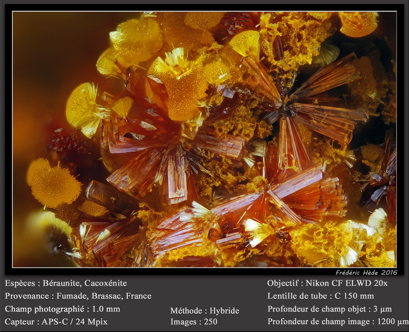 Beraunite and Cacoxenite
fov 1.0 mm
(Autor: ploum)