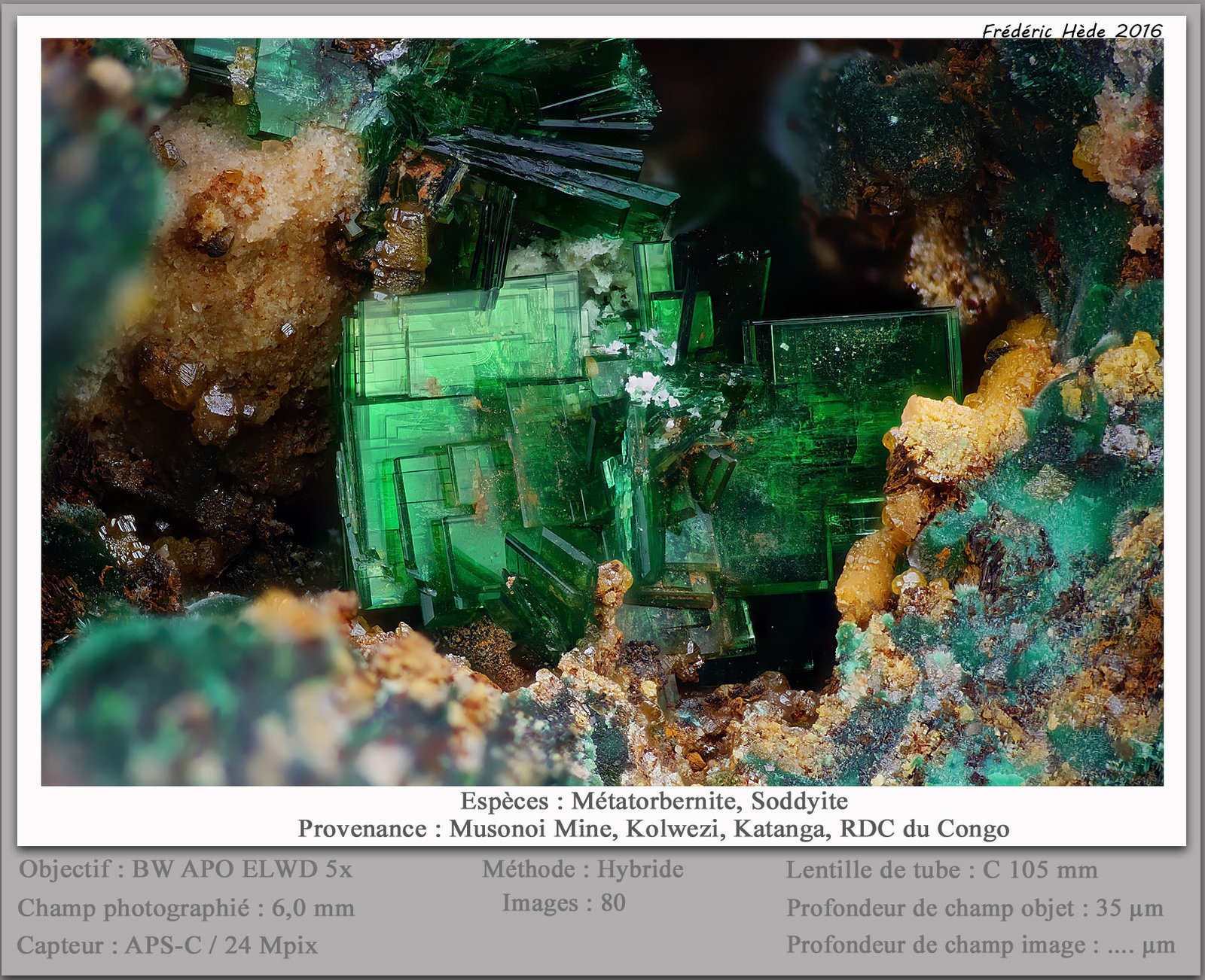 Metatorbernite and Soddyite
fov 6.0 mm
(Autor: ploum)