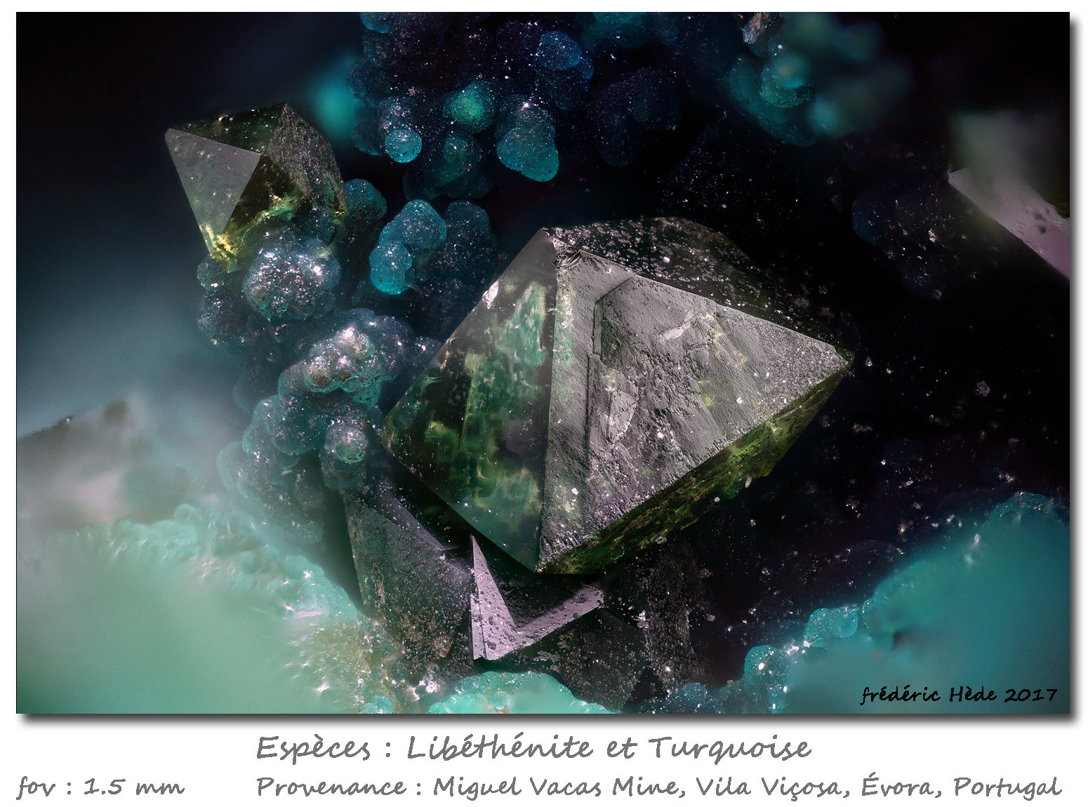 Libethenite and Turquoise
fov 1.5 mm
(Autor: ploum)