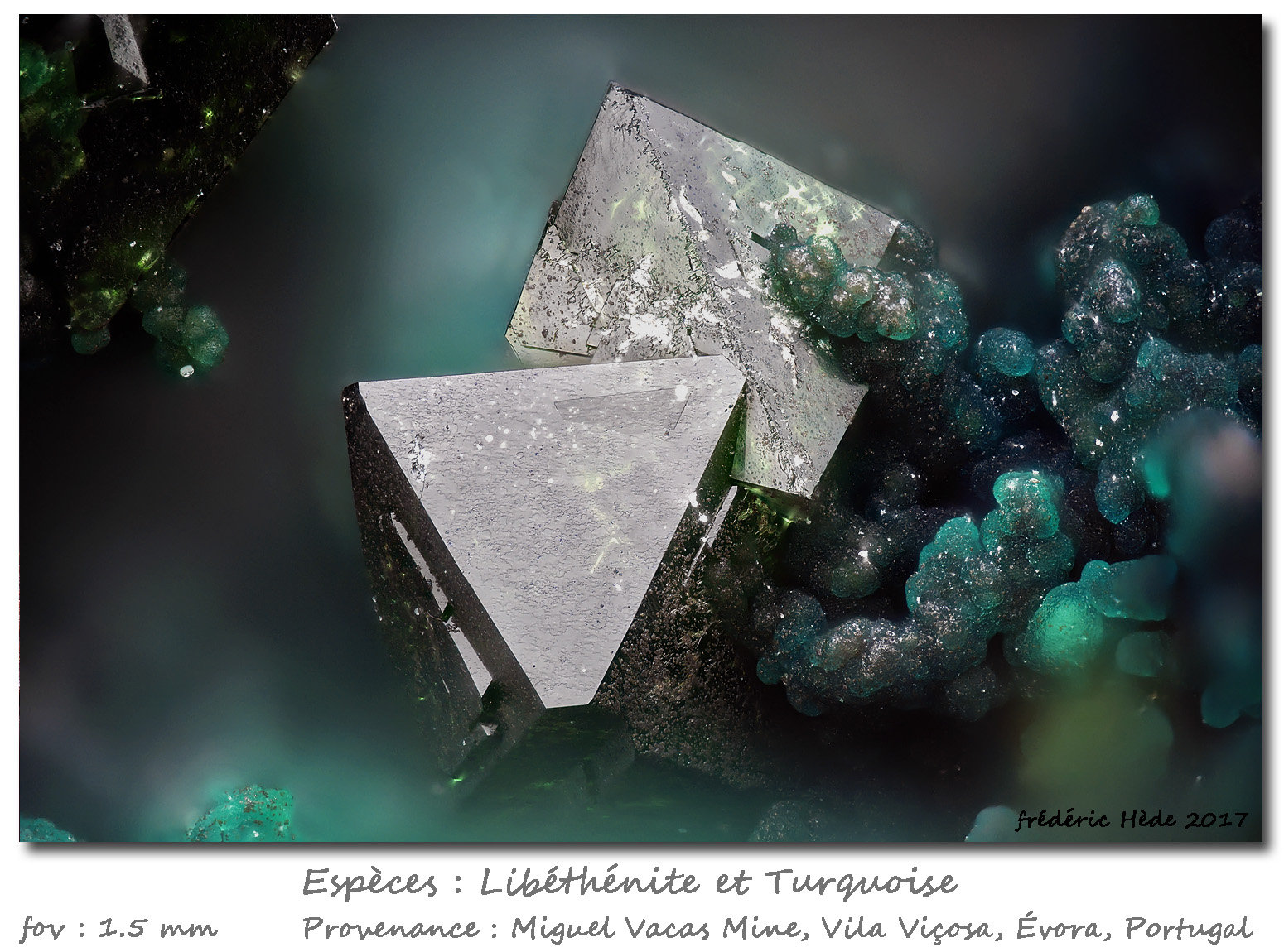 Libethenite and Turquoise
fov 1.5 mm
(Autor: ploum)