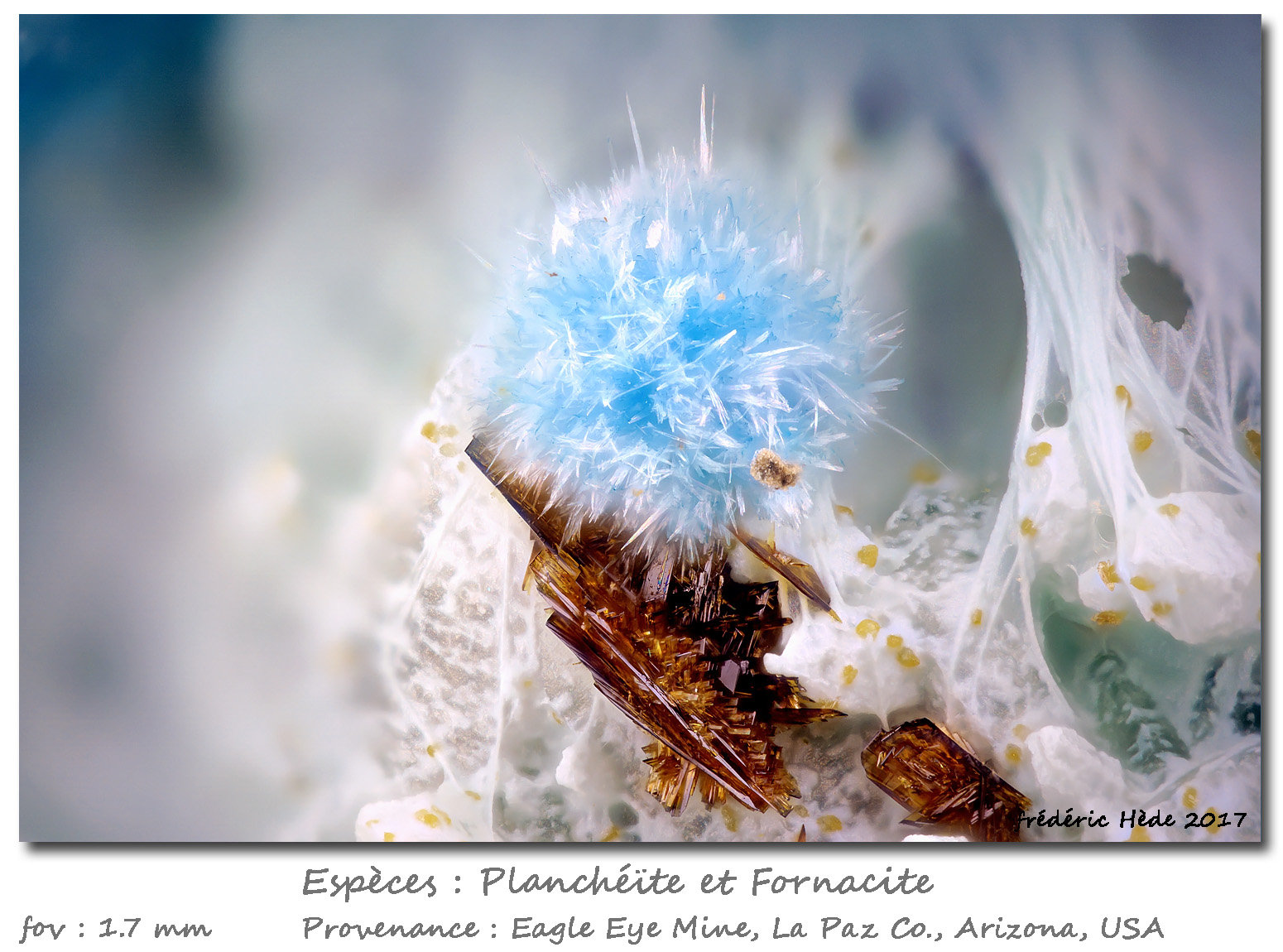 Plancheite and Fornacite
fov 1.7 mm
(Autor: ploum)