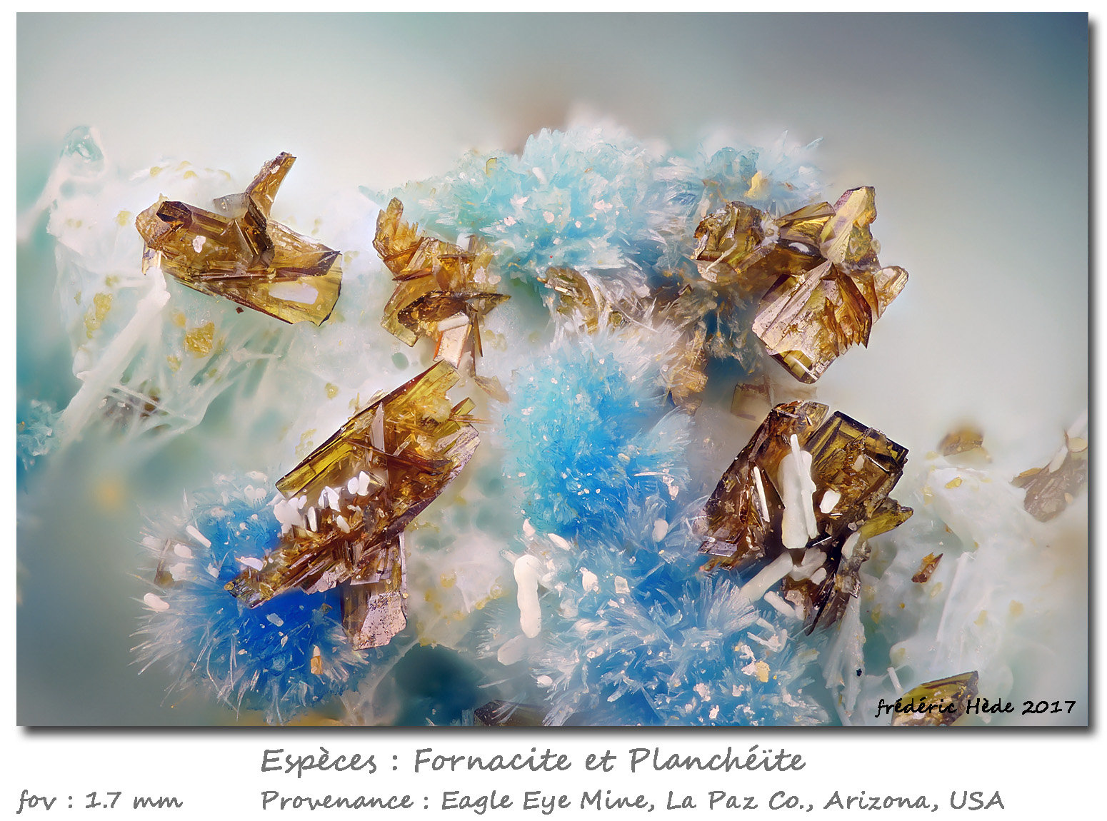 Plancheite and Fornacite
fov 1.7 mm
(Autor: ploum)