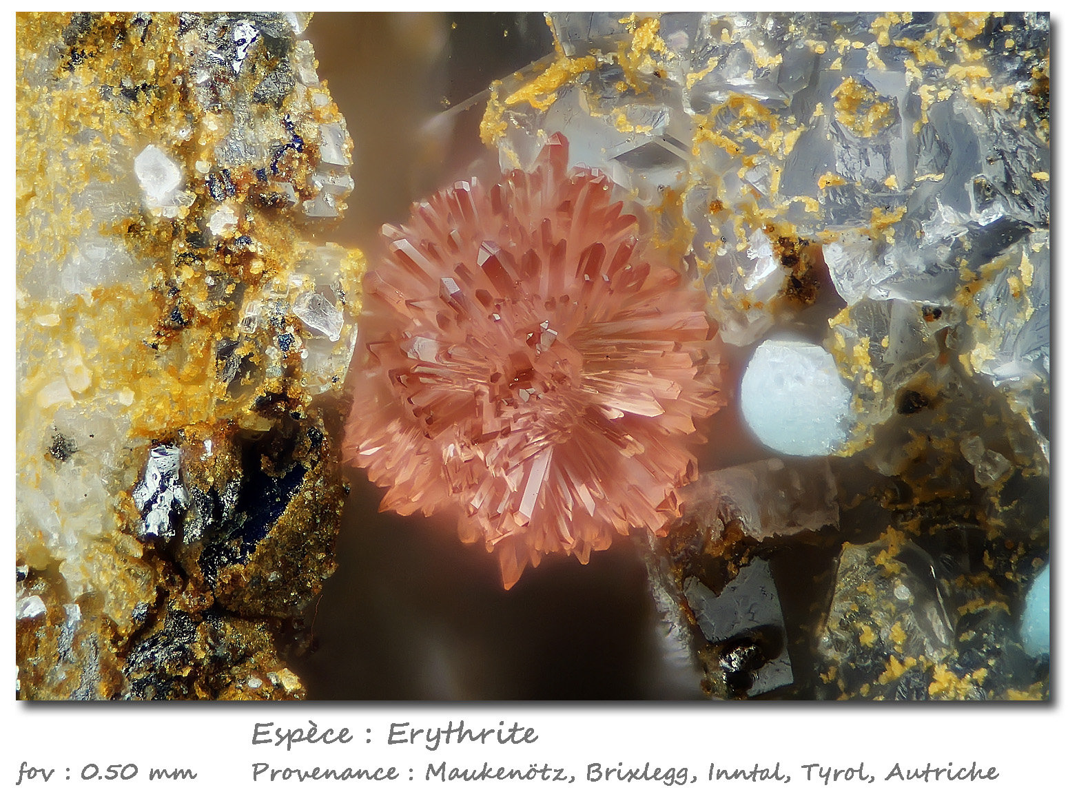 Erythrite
fov 0.5 mm
(Autor: ploum)
