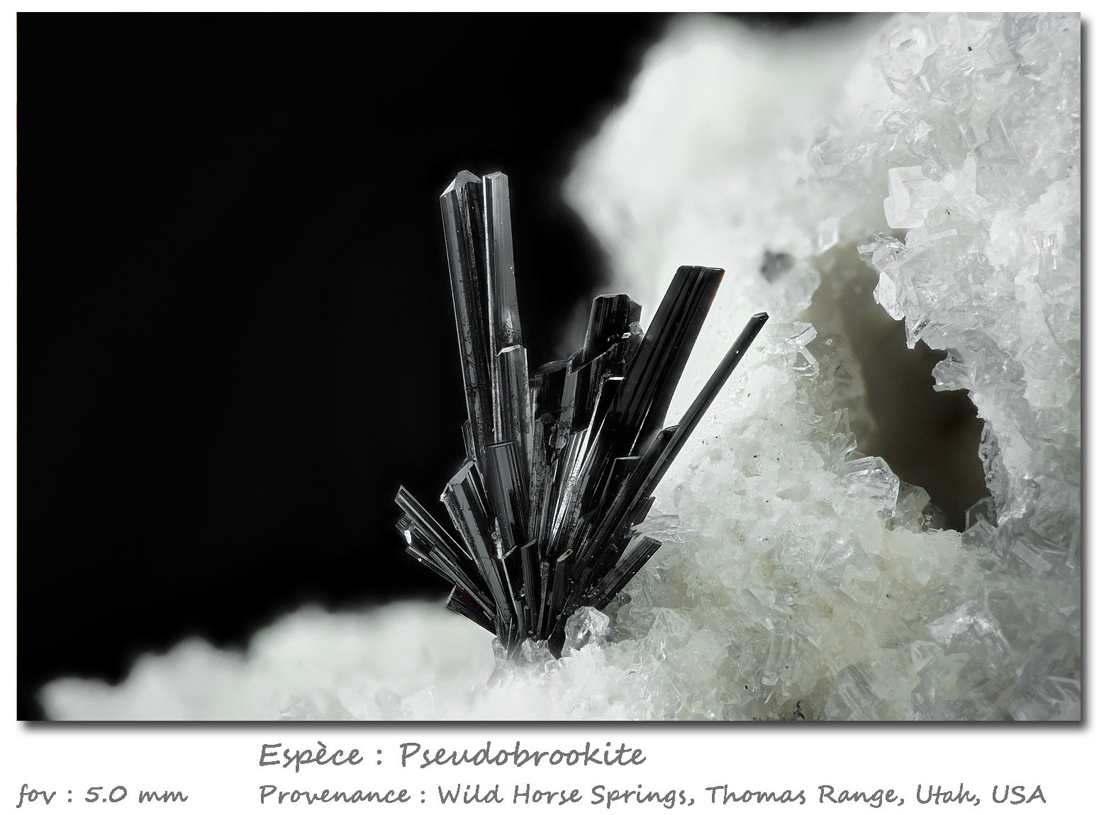 Pseudobrookite
fov 5 mm
(Autor: ploum)