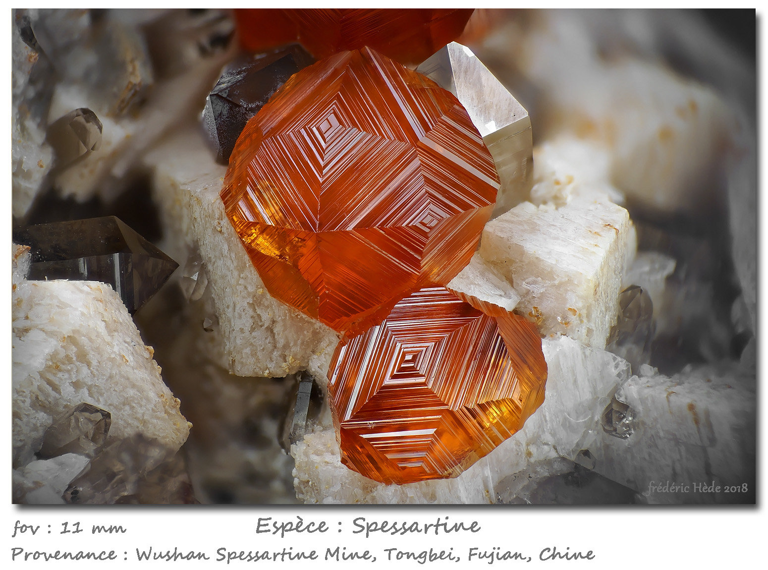 Spessartine
fov 11 mm
(Autor: ploum)