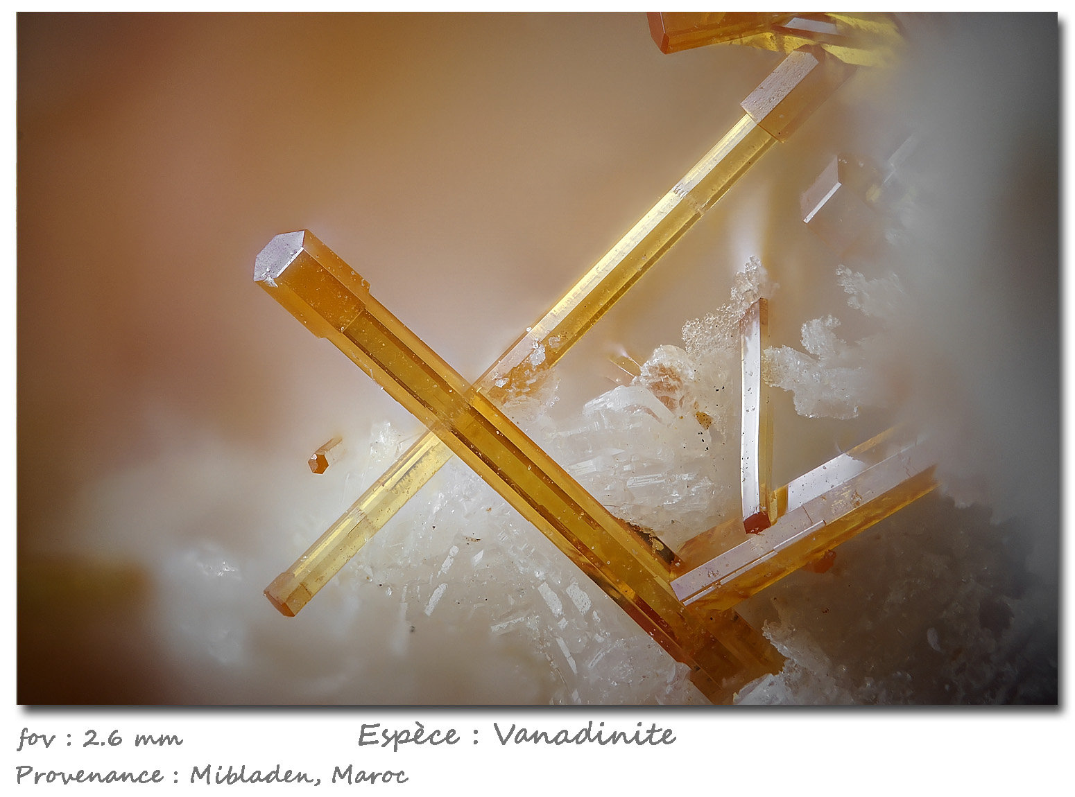 Vanadinite
fov 2.6 mm
(Autor: ploum)
