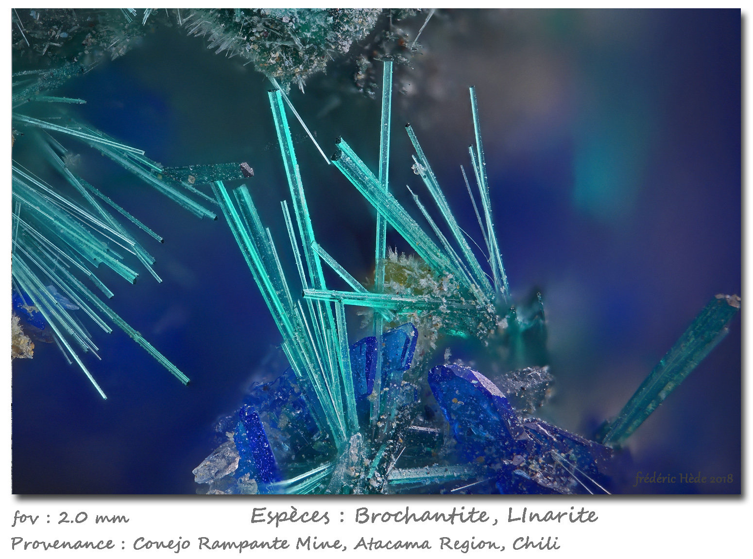 Brochantite and Linarite
fov 2 mm
(Autor: ploum)