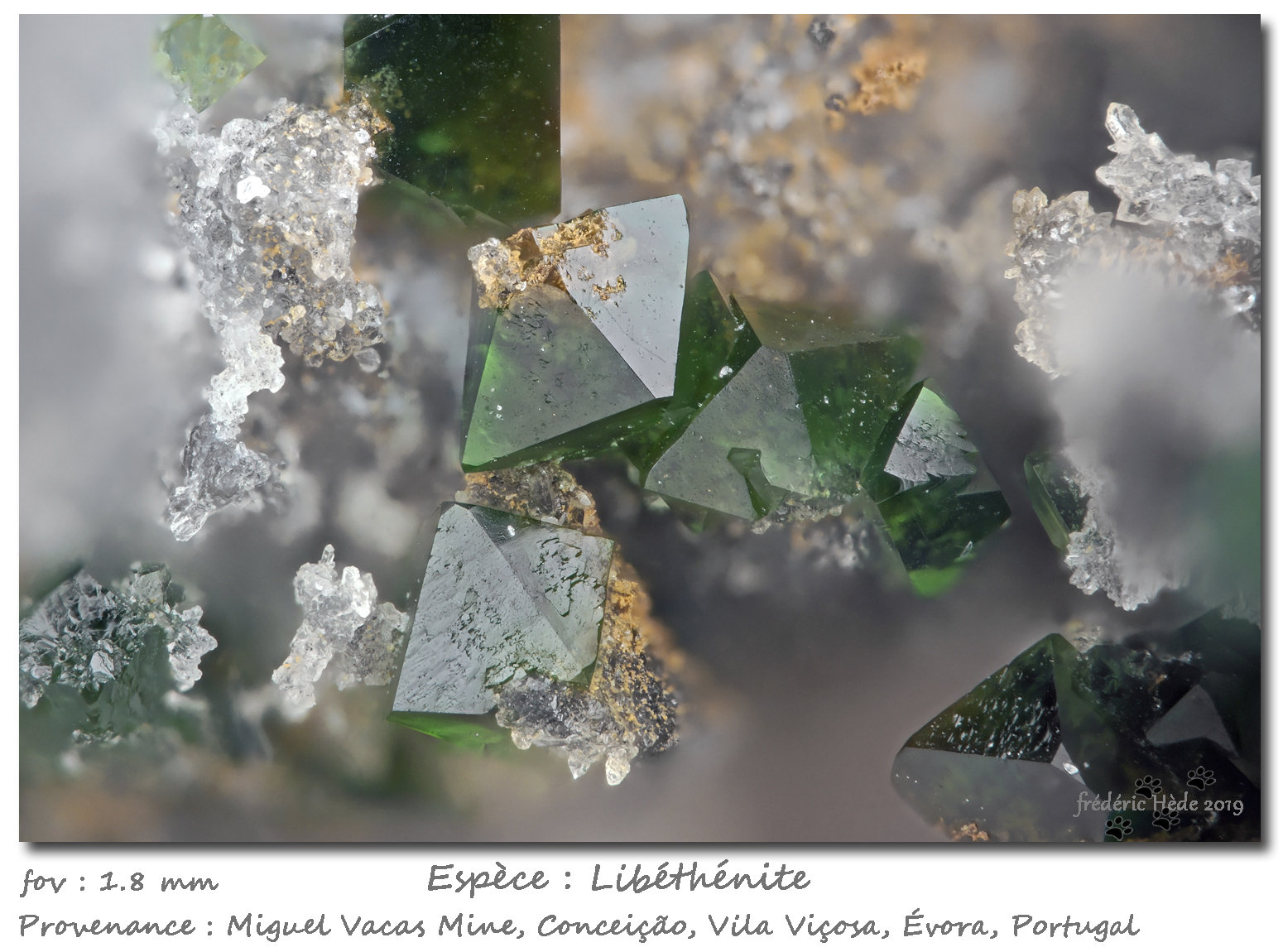 Libethenite
fov 1.8 mm
(Autor: ploum)
