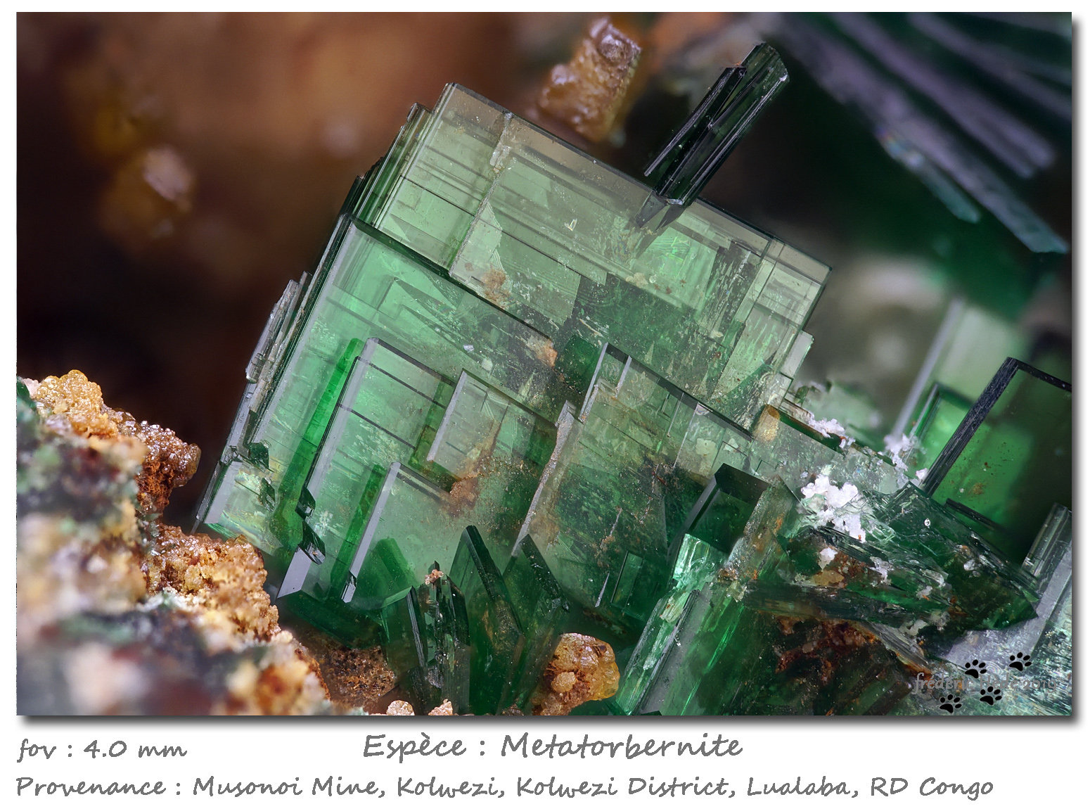 Metatorbernite
fov 4.0 mm
(Autor: ploum)