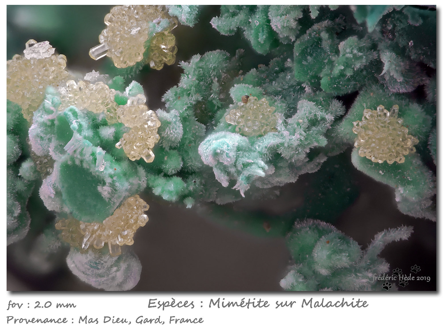 Mimetite on Malachite
fov 2.0 mm
(Autor: ploum)