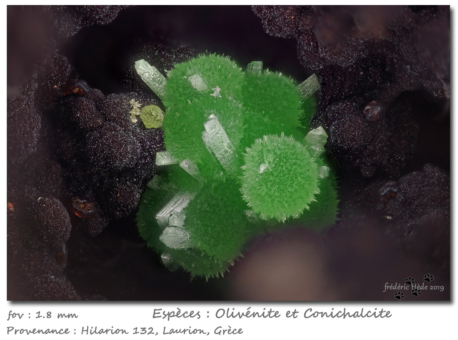 Olivenite on Conichalcite
fov 1.8 mm
(Autor: ploum)