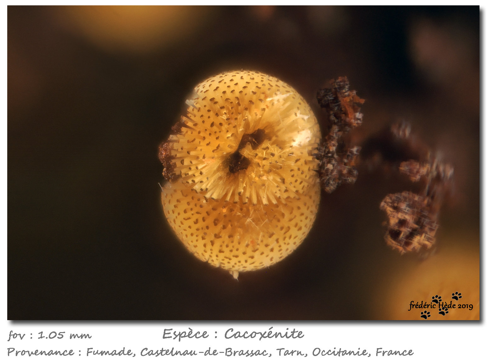 Cacoxenite
fov 1.05 mm
(Autor: ploum)