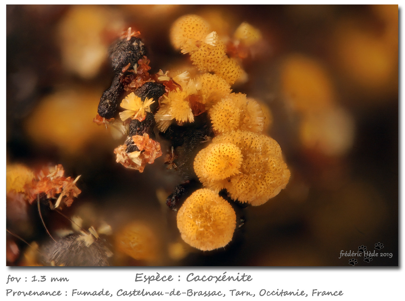Cacoxenite
fov 1.3 mm
(Autor: ploum)