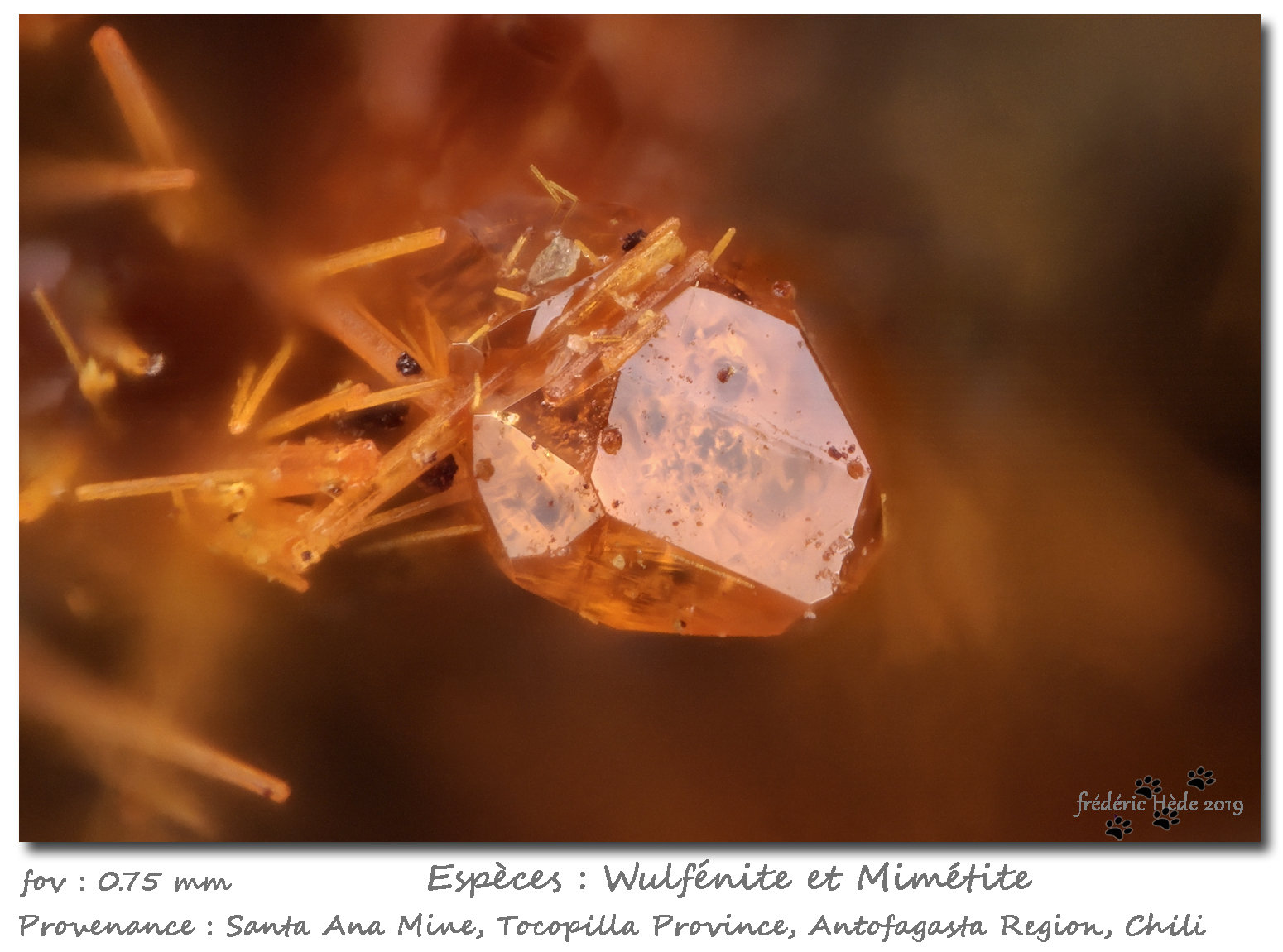 Wulfenite and Mimetite
fov 0.75 mm
(Autor: ploum)