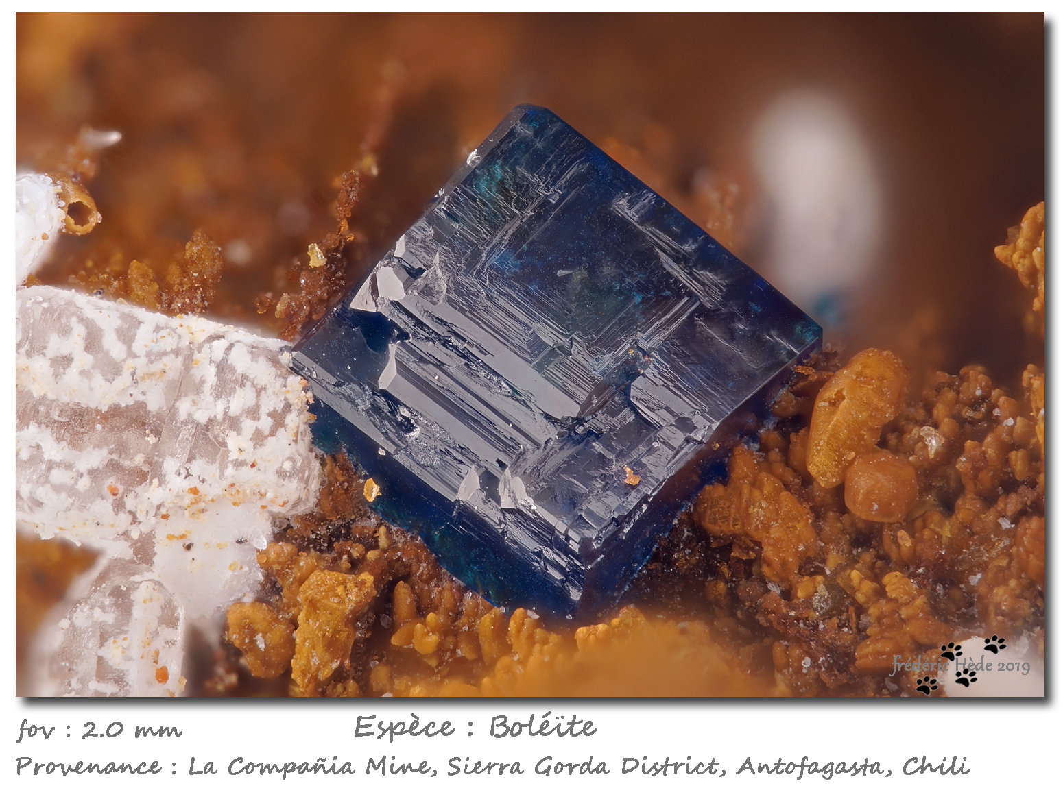 Boleite
fov 2.0 mm
(Autor: ploum)