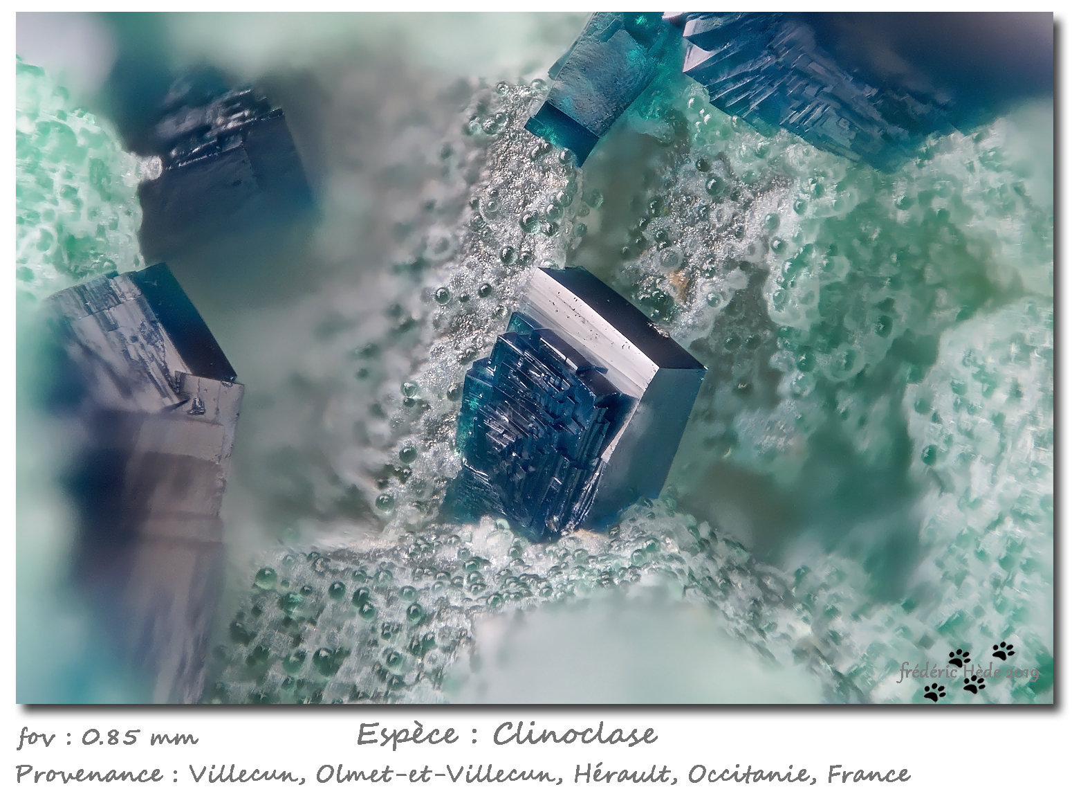 Clinoclase
fov 0.85 mm
(Autor: ploum)