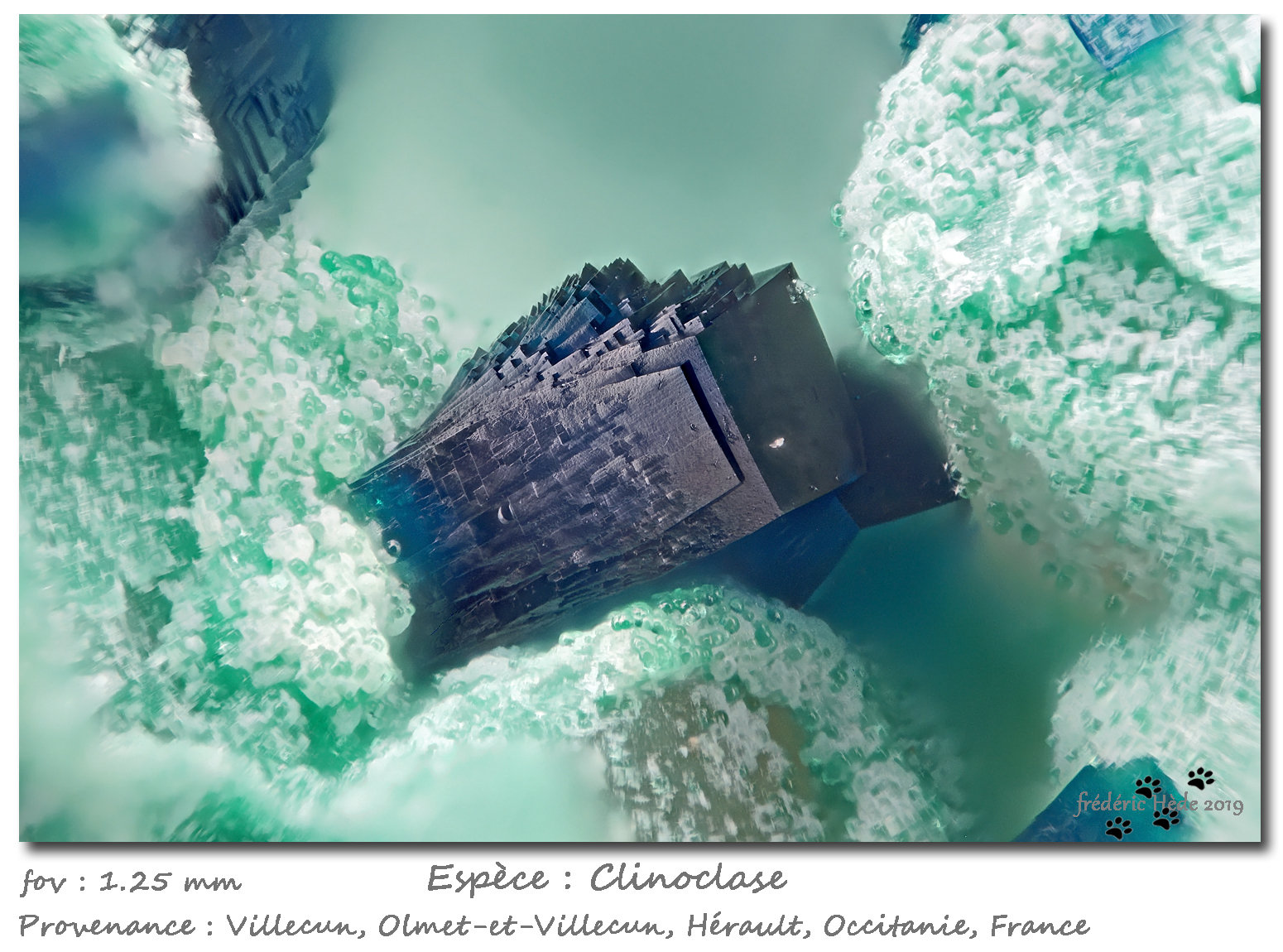 Clinoclase
fov 1.25 mm
(Autor: ploum)