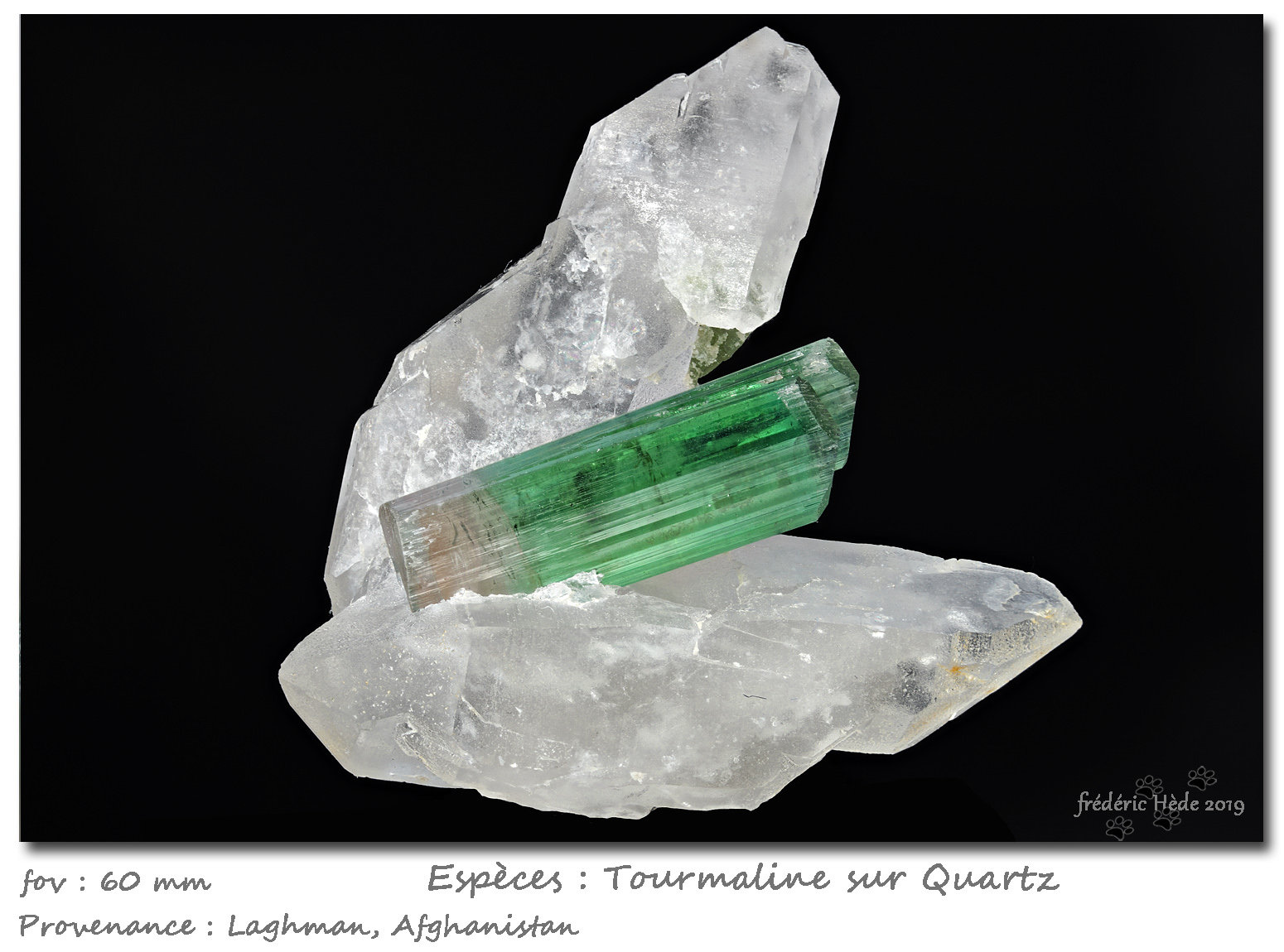 'Tourmaline' on Quartz
fov 60 mm
(Autor: ploum)