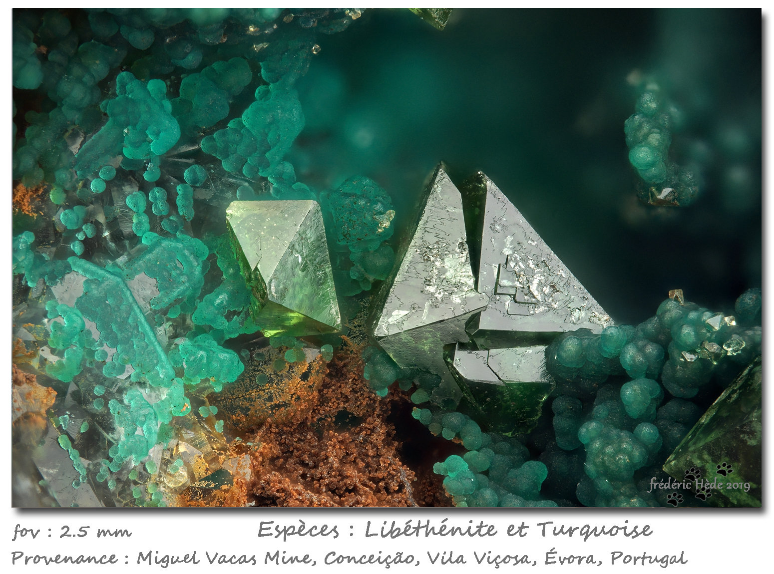 Libethenite and Turquoise
fov 2.5 mm
(Autor: ploum)